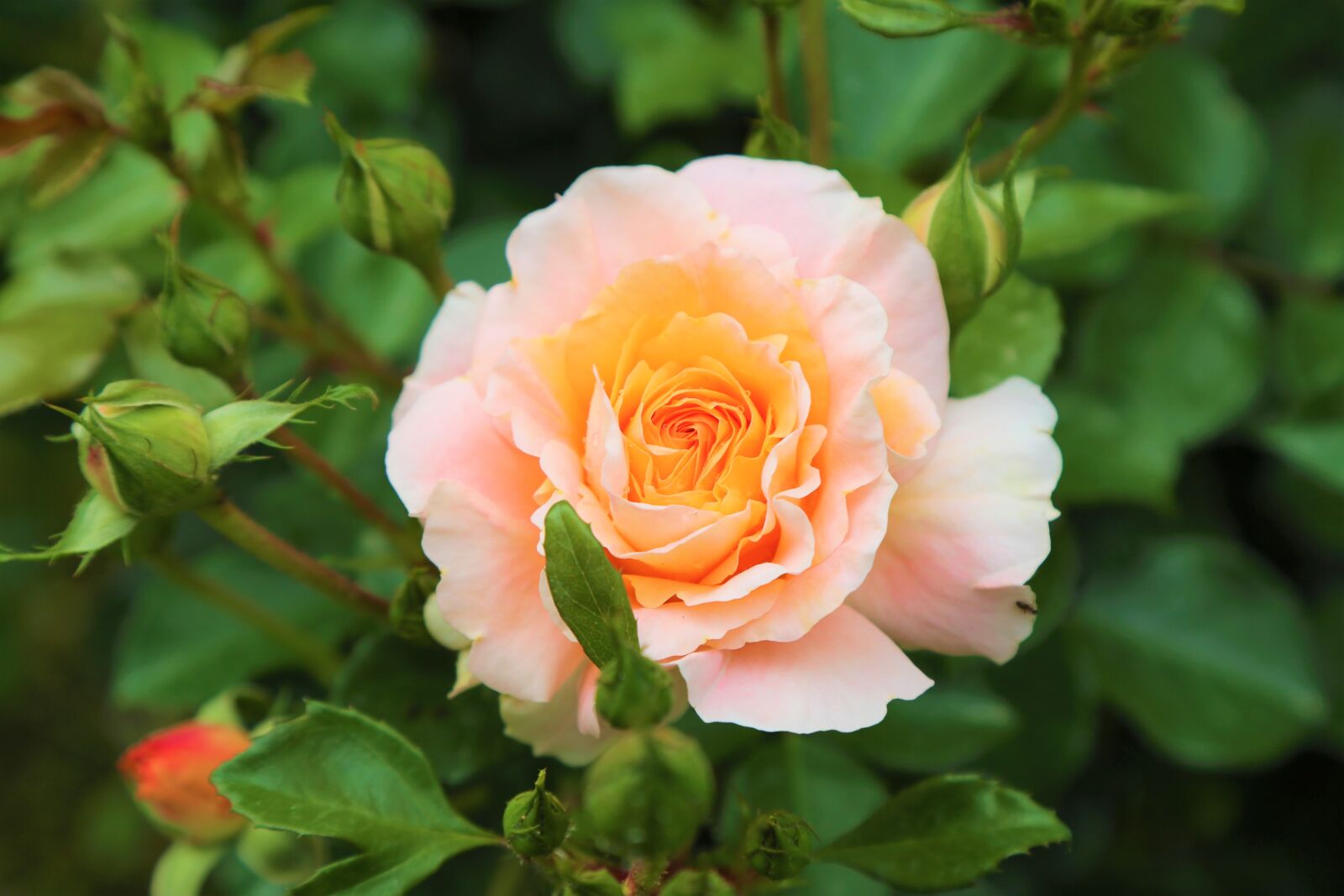 Canon EF 24-105mm F4L IS USM sample photo. Rose, spring, flower photography