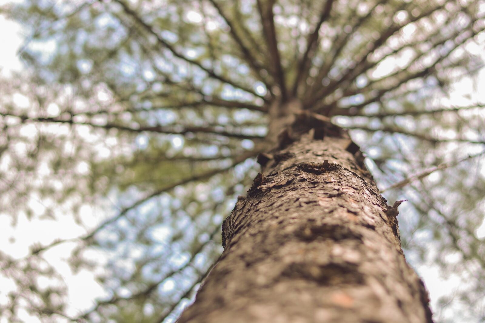 Nikon D7100 sample photo. Sky, trees, nature photography