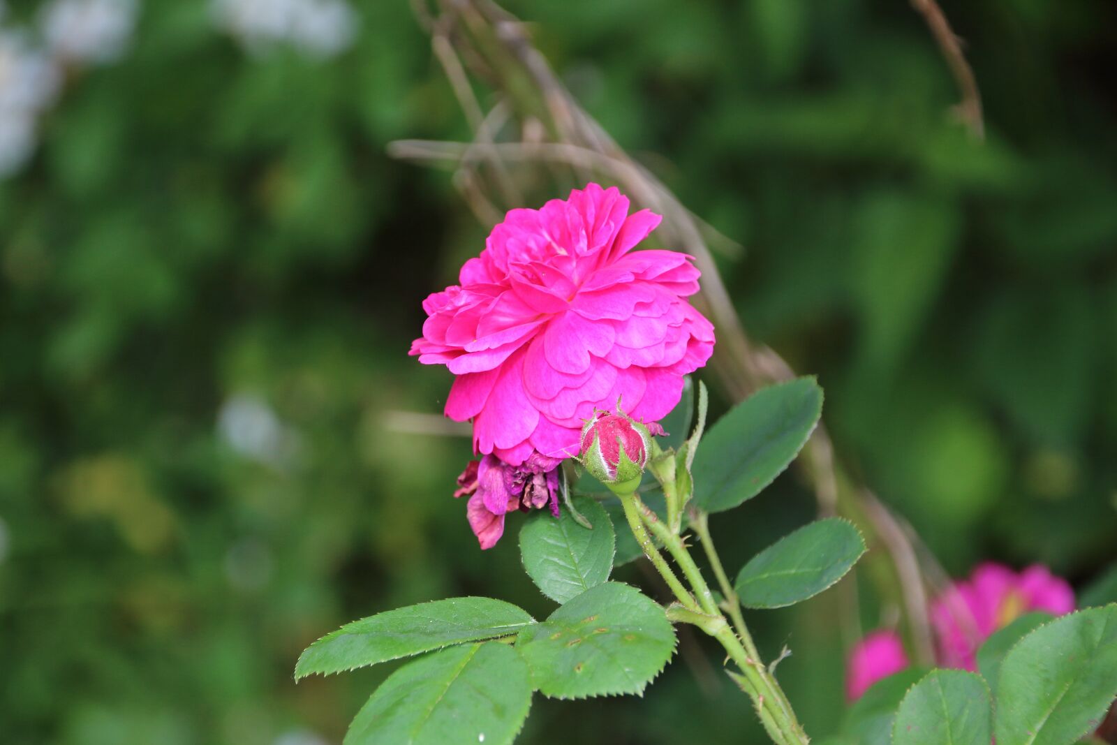 Canon EOS 650D (EOS Rebel T4i / EOS Kiss X6i) sample photo. Pink, rosary, green photography