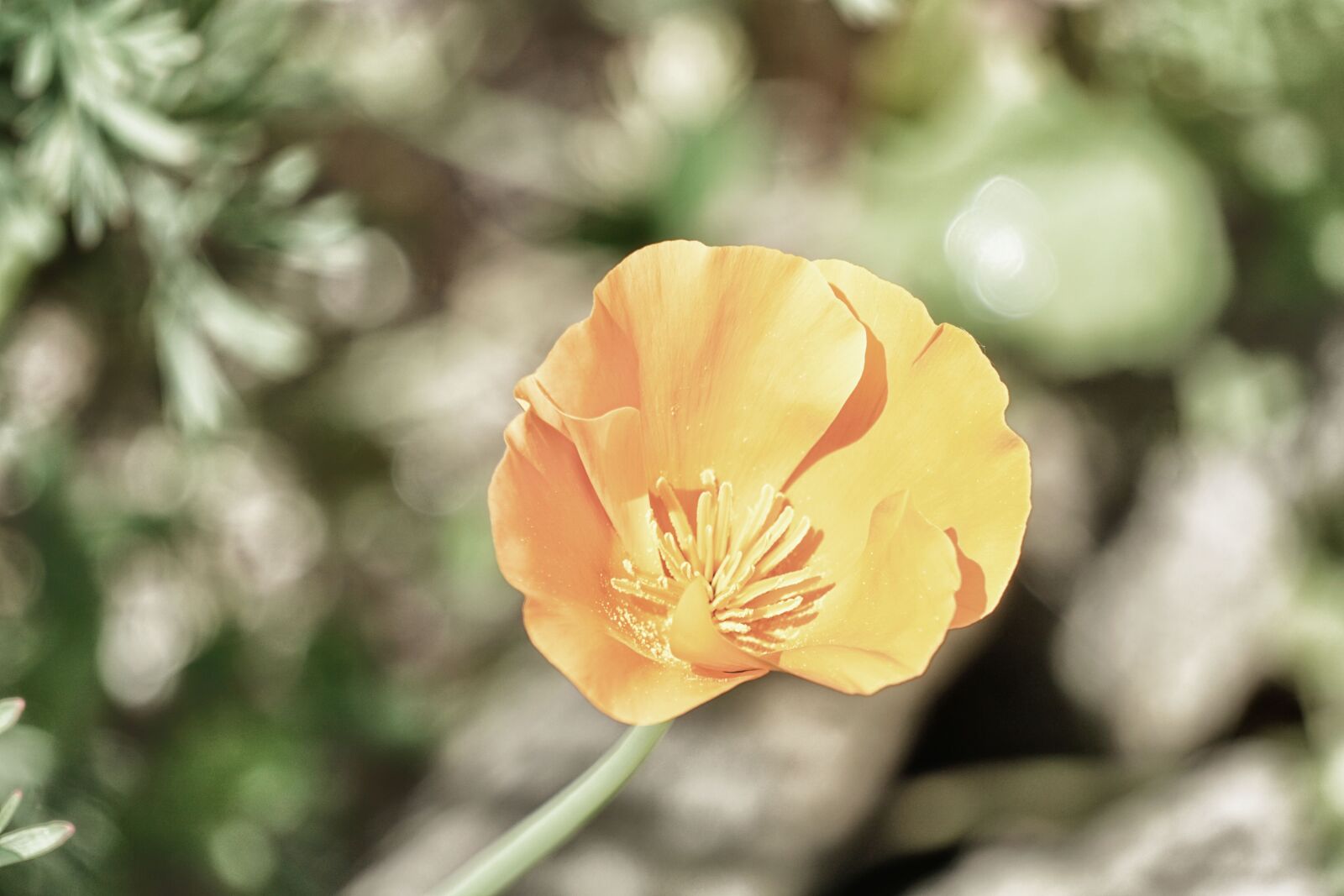 Sony E 55-210mm F4.5-6.3 OSS sample photo. Poppy, flower, flora photography