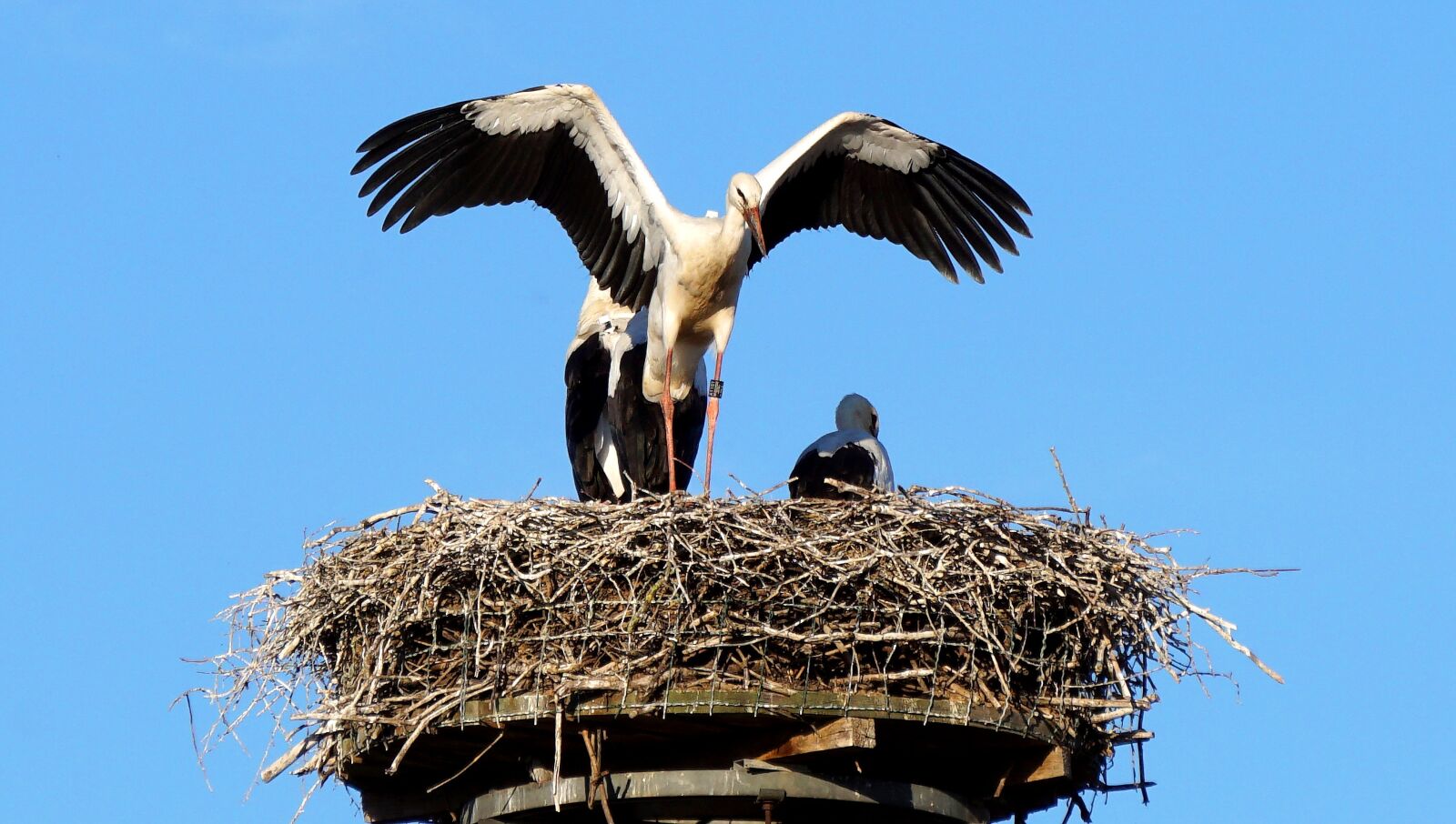Sony E 55-210mm F4.5-6.3 OSS sample photo. Stork, storchennest, bird photography