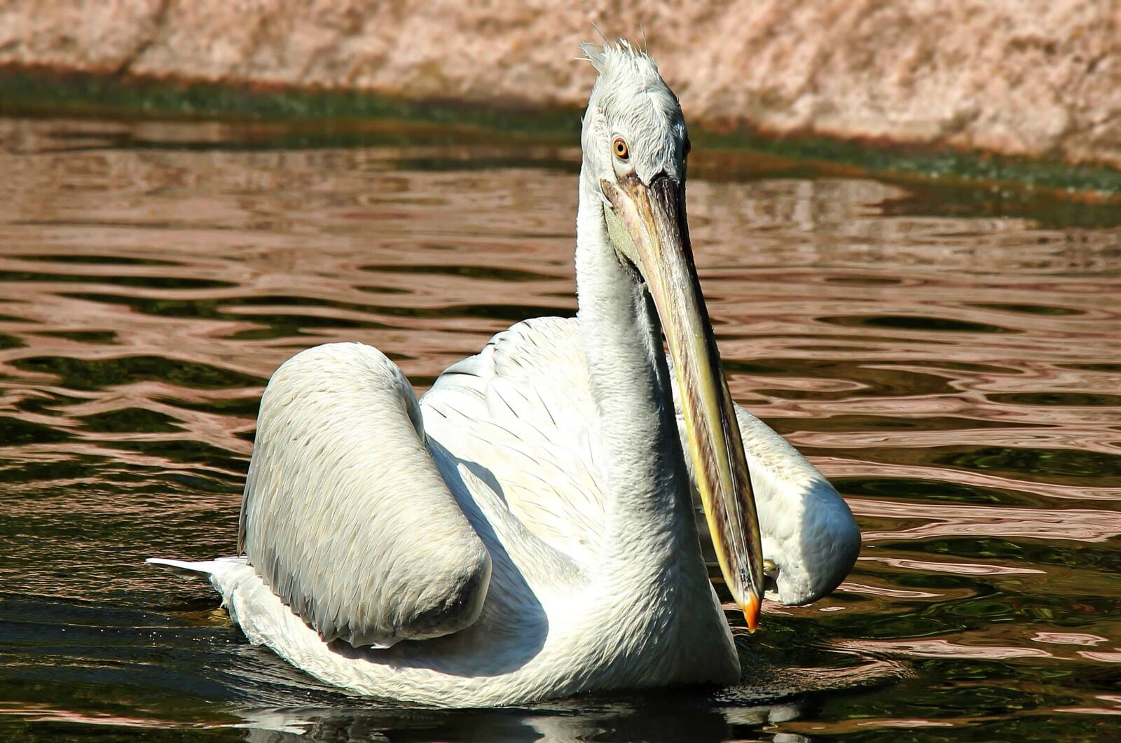 Canon EOS 550D (EOS Rebel T2i / EOS Kiss X4) sample photo. White pelican, natural habitat photography