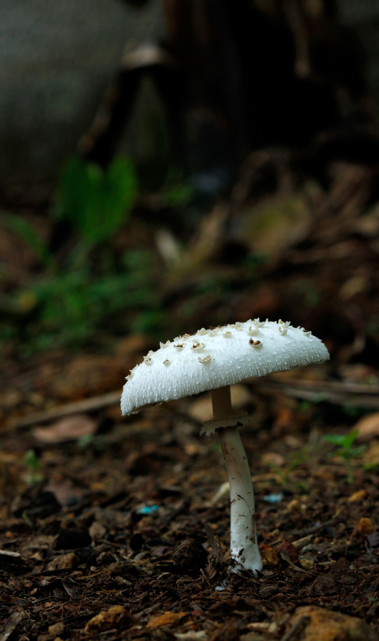 Canon EOS 700D (EOS Rebel T5i / EOS Kiss X7i) sample photo. Mushroom, white, white mushroom photography