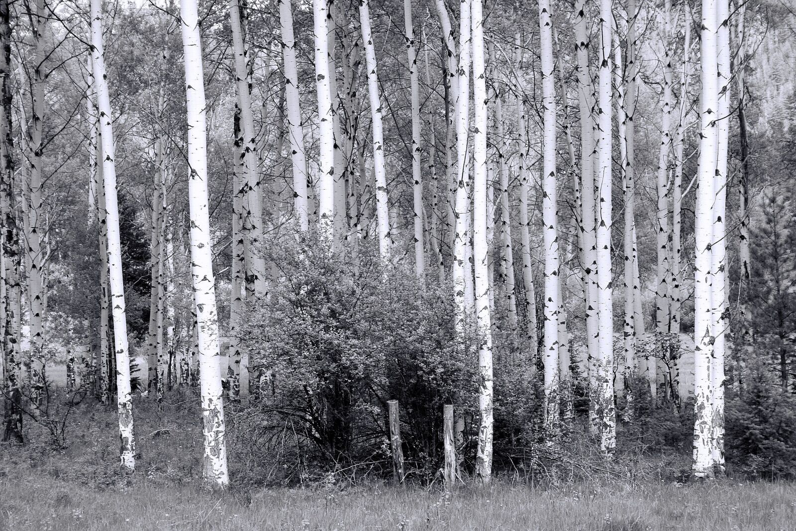 Canon EOS 20D sample photo. Haunted forest, forest, haunted photography