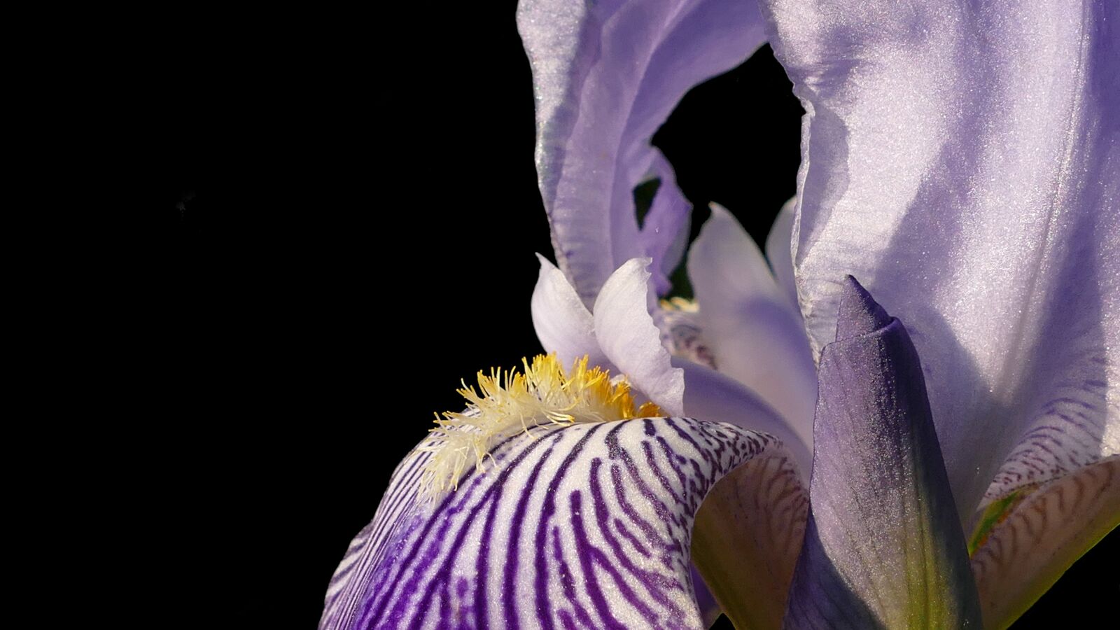 Panasonic Lumix DMC-FZ1000 sample photo. Iris, blossom, bloom photography