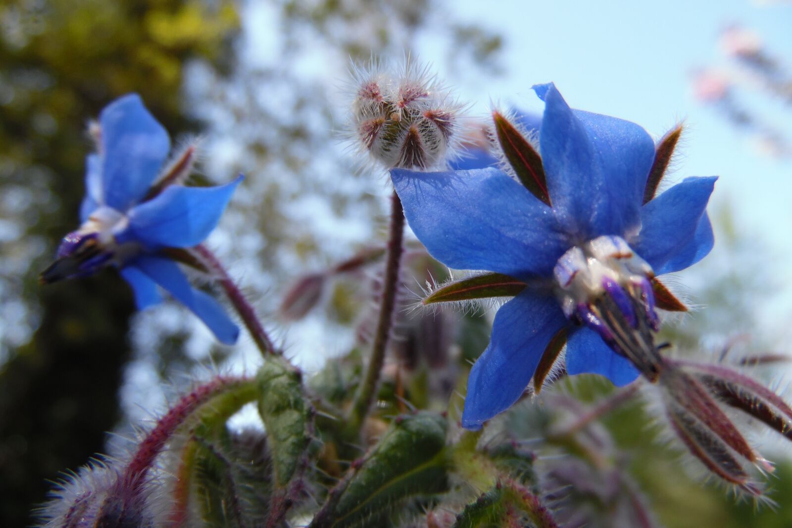 Samsung WB1100F/WB1101F/WB1102F sample photo. Blue, borage, flower photography