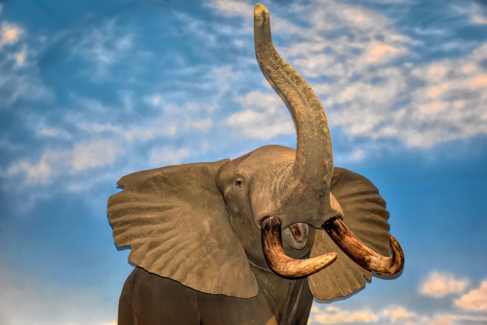 Nikon D5500 sample photo. Elephant, wildlife, africa photography