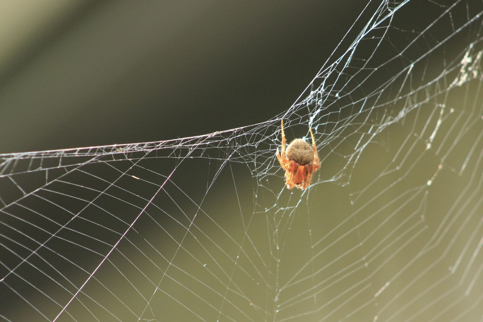 Canon EF 75-300mm f/4-5.6 sample photo. Spider, spider, web photography