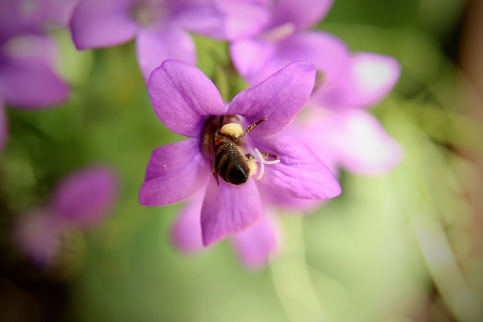Canon EOS 800D (EOS Rebel T7i / EOS Kiss X9i) sample photo. Insect, bee, honey bee photography