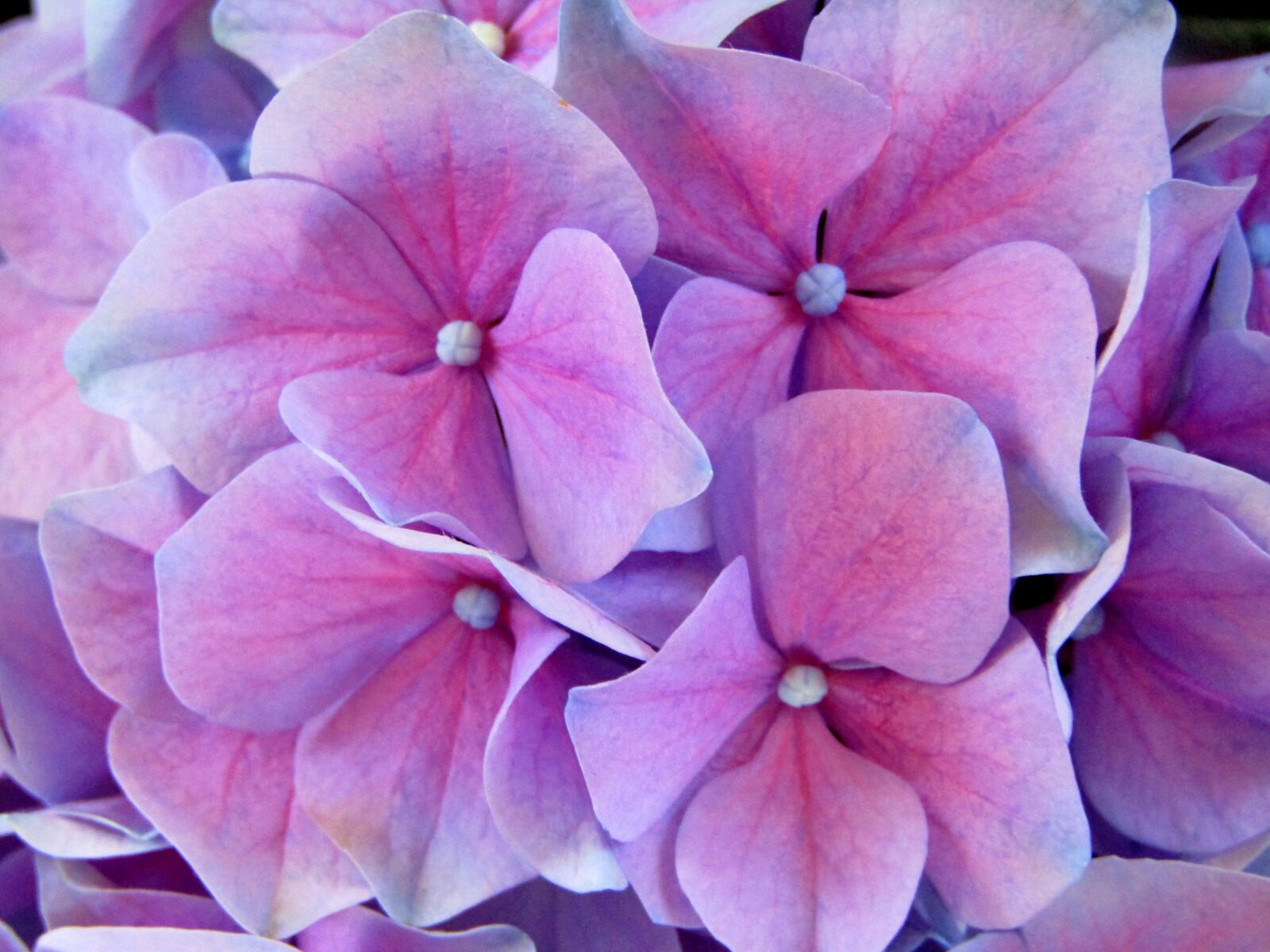 Canon POWERSHOT SX432 IS sample photo. Hydrangea, pink, purple photography