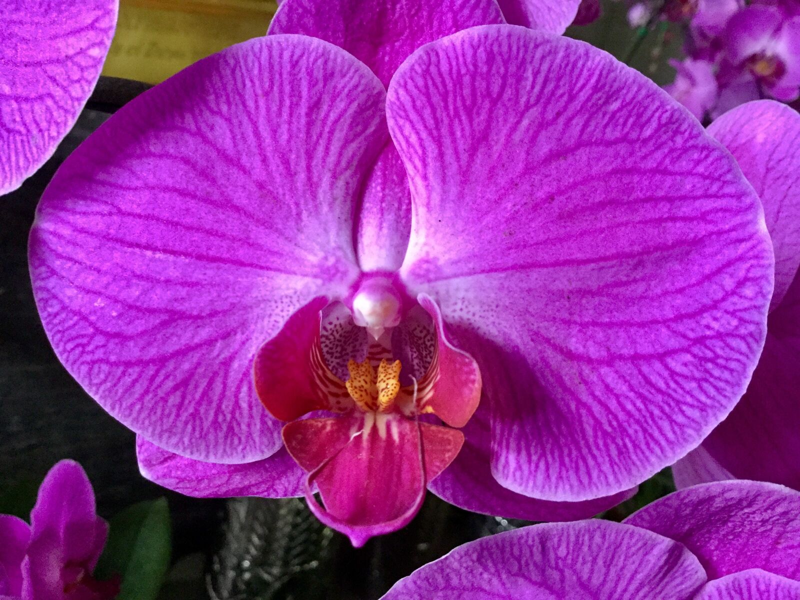 Apple iPad Air 2 sample photo. Orchid, summer, beautiful live photography
