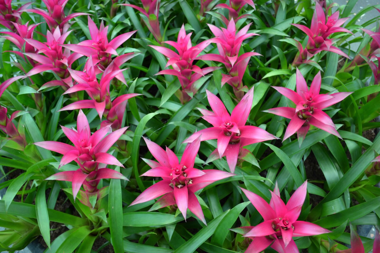 Nikon D3100 sample photo. Pink flowers, flowers, floral photography