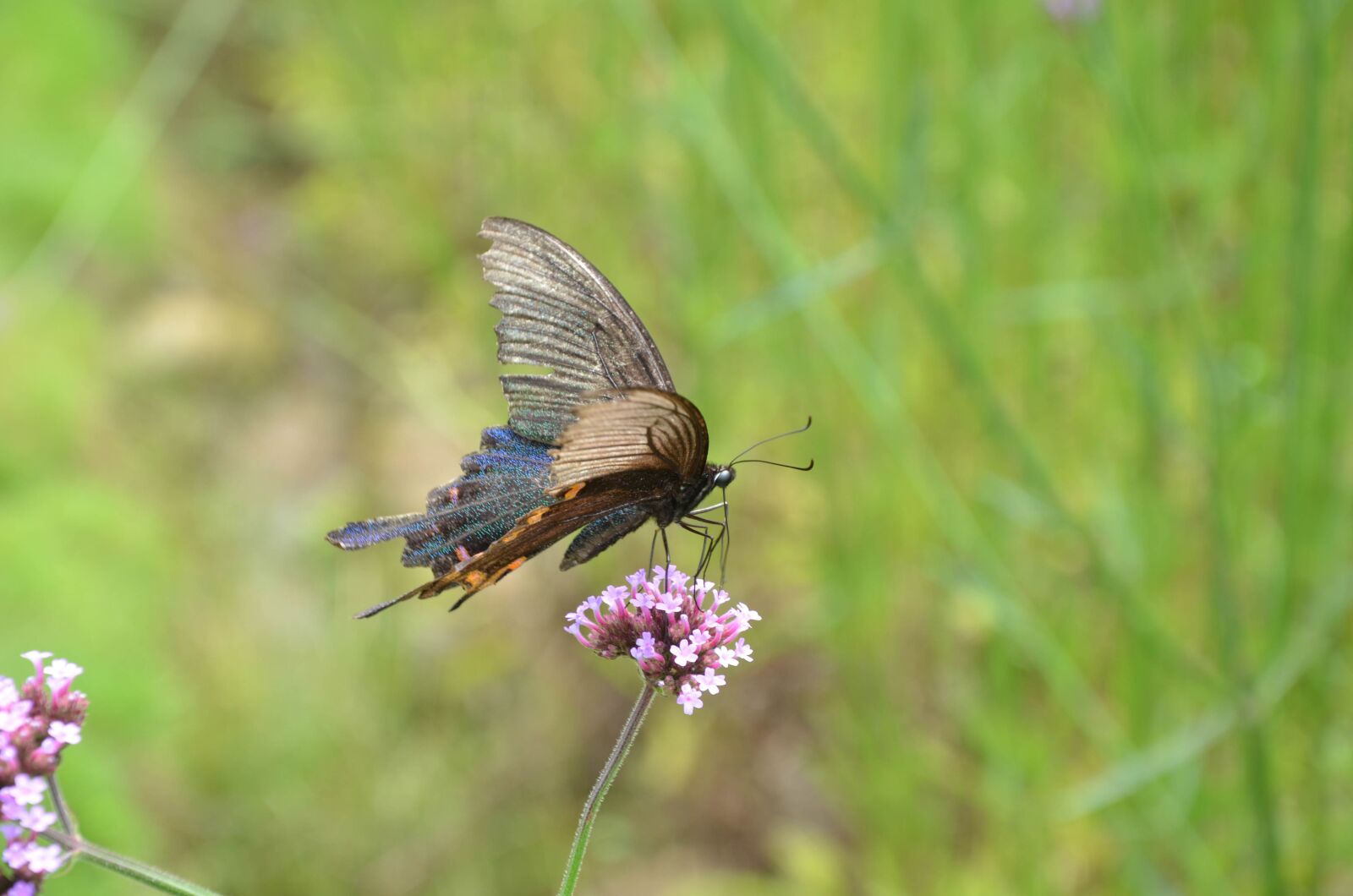 Nikon D7000 sample photo. Butterfly, flower, the scenery photography