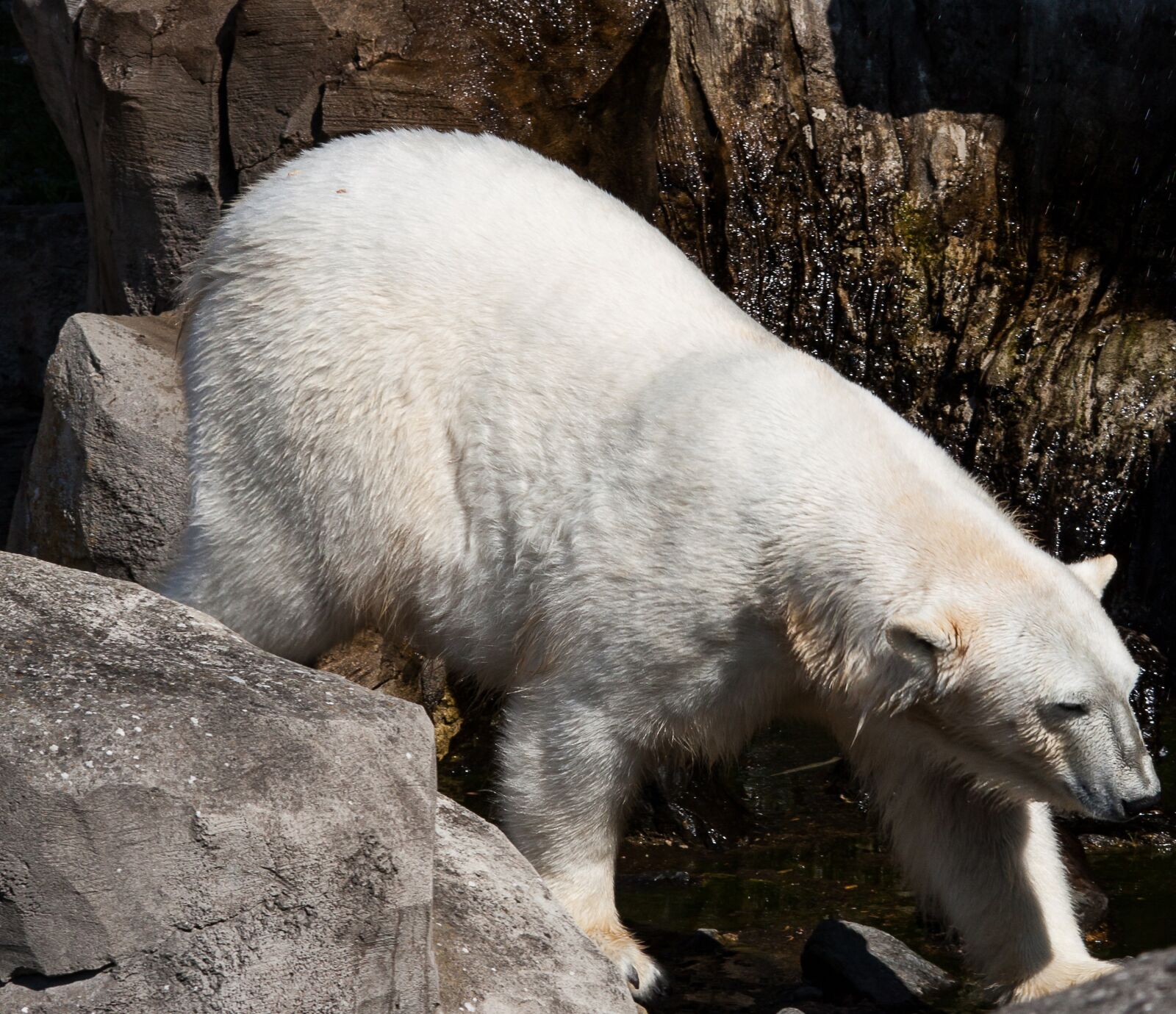 Canon EOS 50D sample photo. Polar bear, animal, predator photography