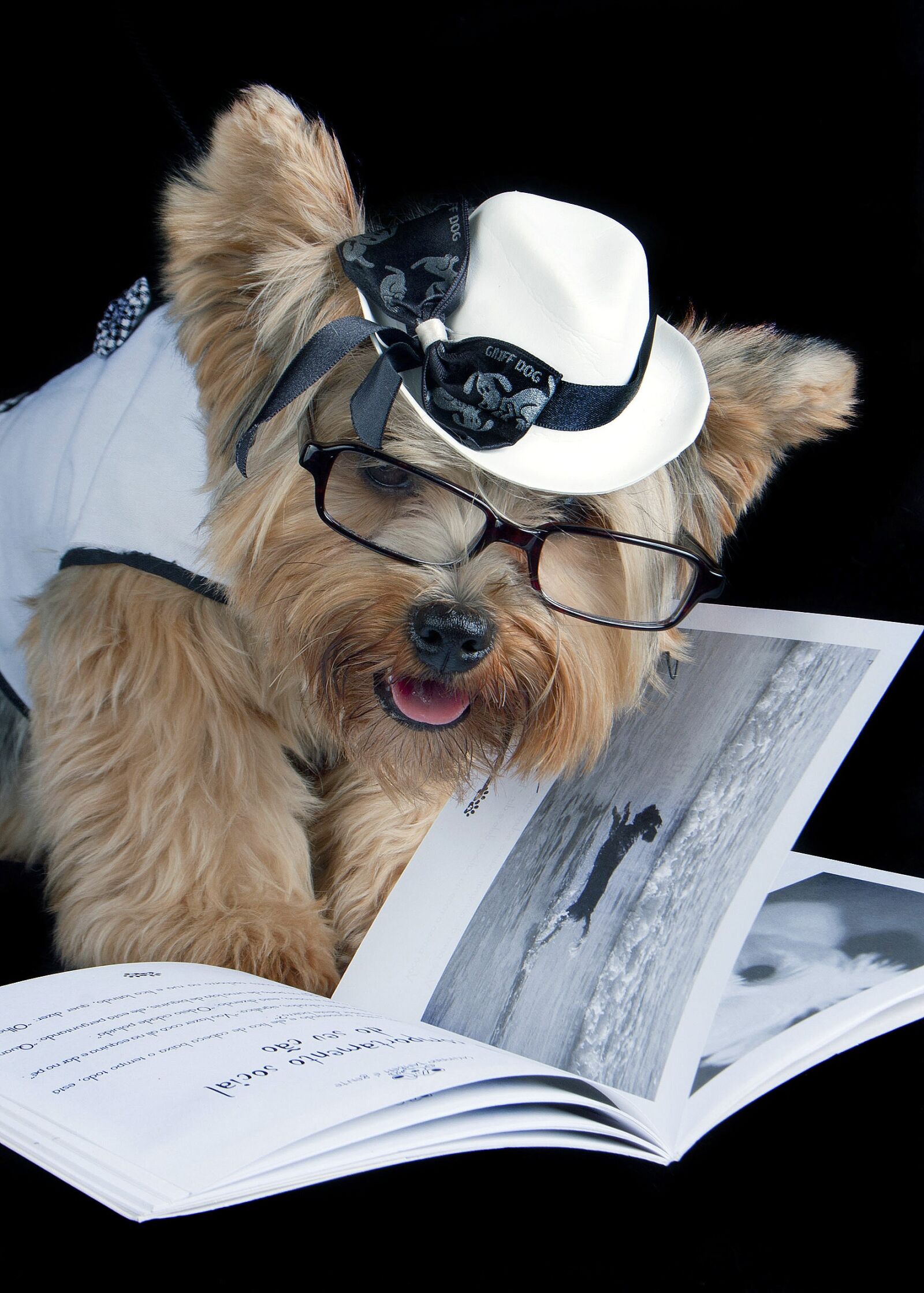 Canon EOS 40D sample photo. Pet, reading, sunglasses photography