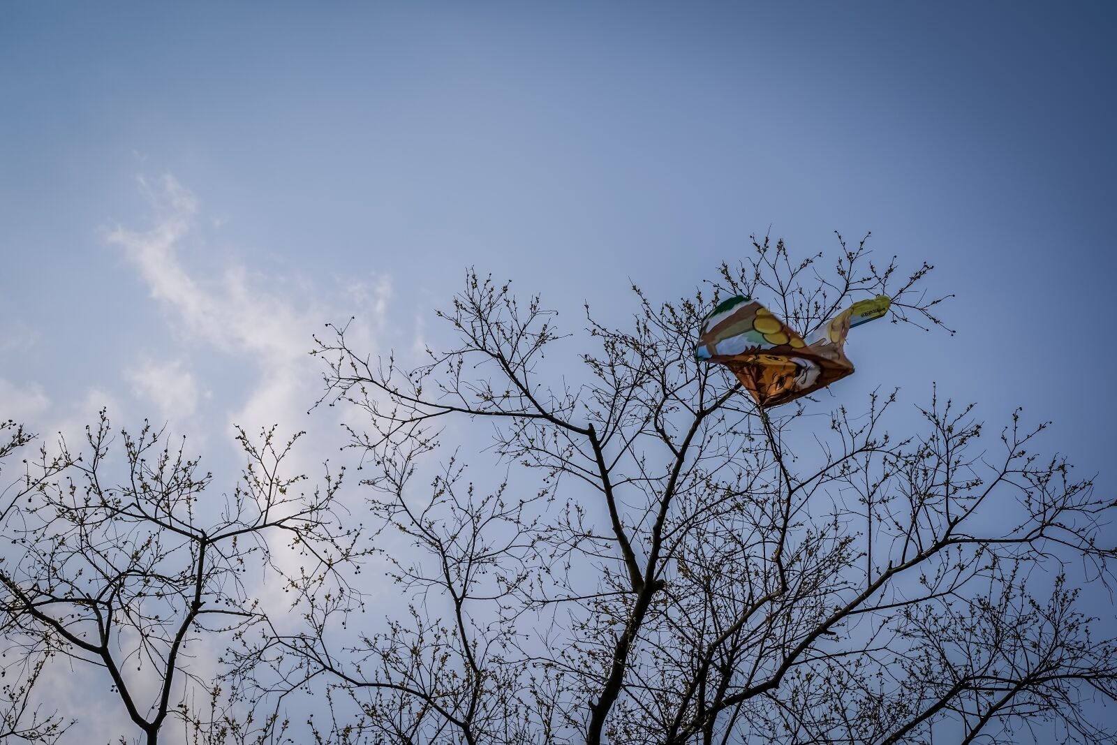 Sony a7 III + Tamron 28-75mm F2.8 Di III RXD sample photo. Branch, twig, bough photography