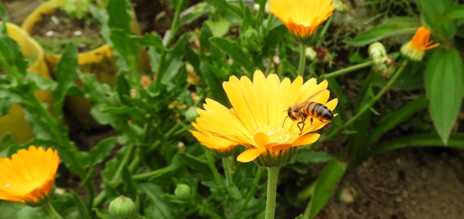 Nikon Coolpix B700 sample photo. Insect, flower, bee photography