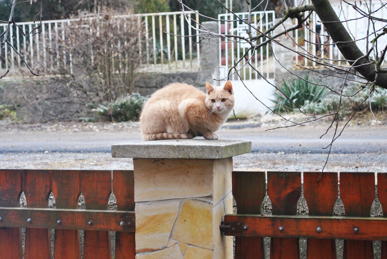 Nikon D3000 sample photo. Kitten, cat, adventurer photography