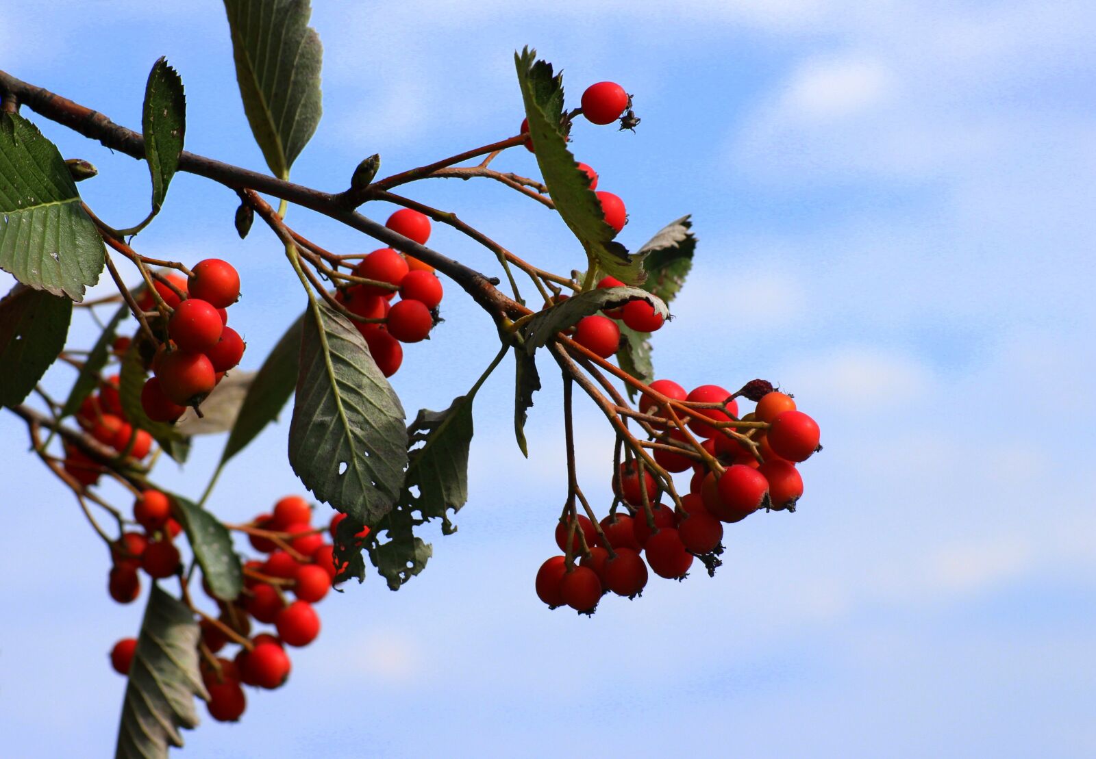 Canon EOS 1200D (EOS Rebel T5 / EOS Kiss X70 / EOS Hi) sample photo. Sorbus intermedia, swedish mountain photography