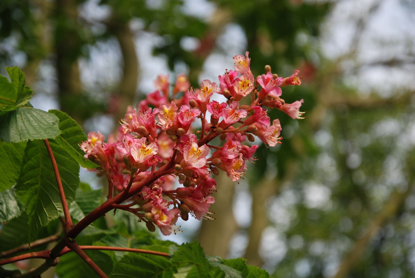 Nikon D80 sample photo. Spring, flowering, horse chestnut photography
