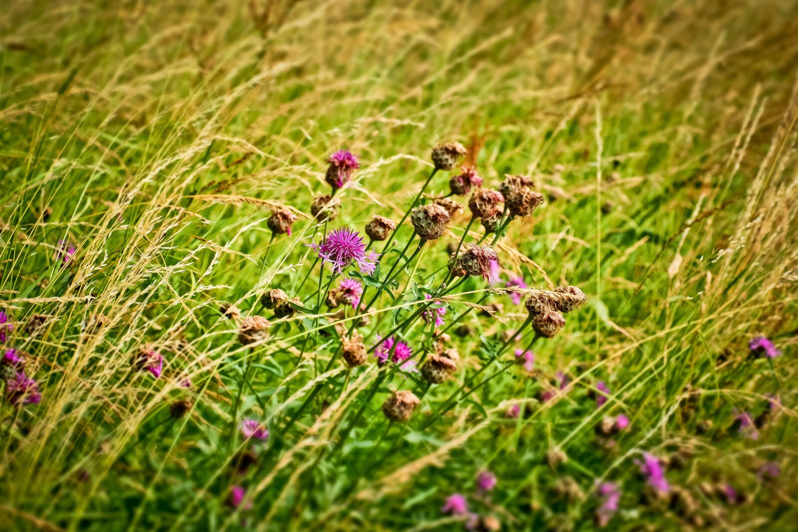 Olympus OM-D E-M10 sample photo. Field, flowers, nature photography