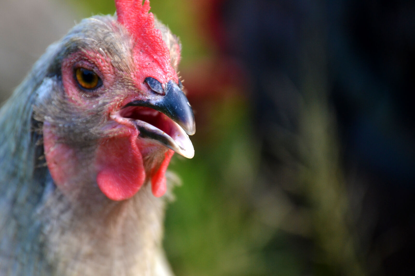 Nikon D3100 sample photo. Backyard, chickens, hen photography