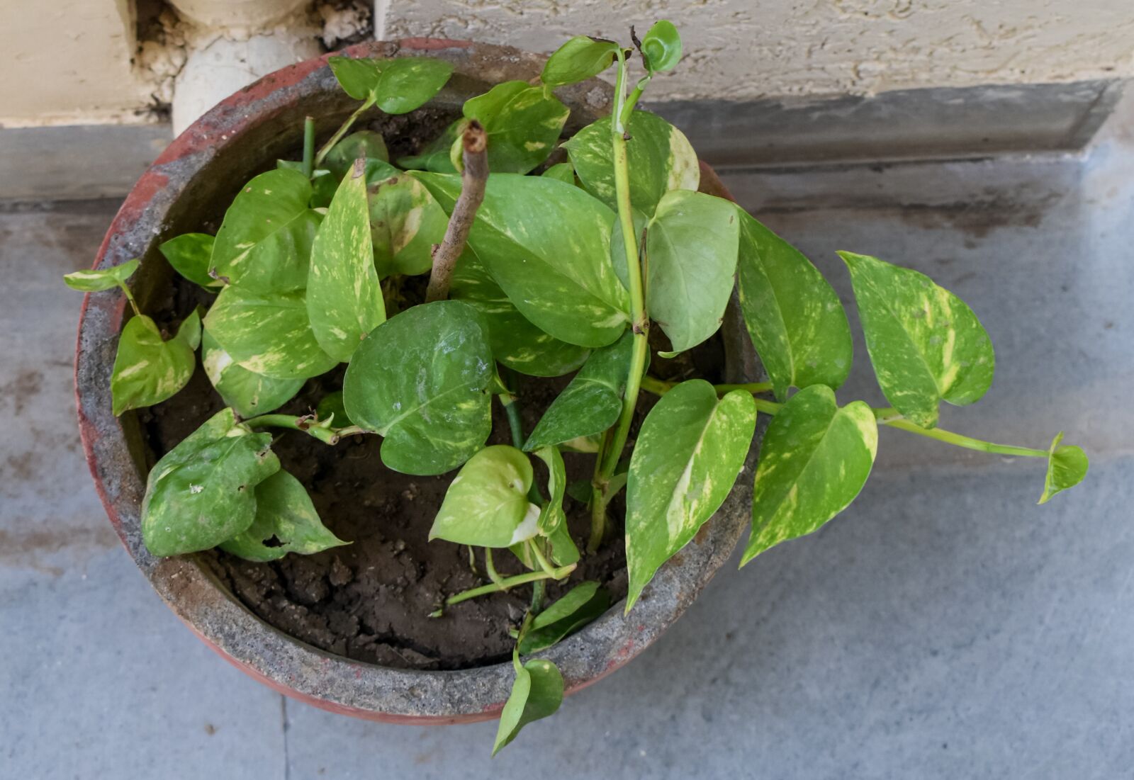Nikon D3500 sample photo. Plant, green, leaf photography