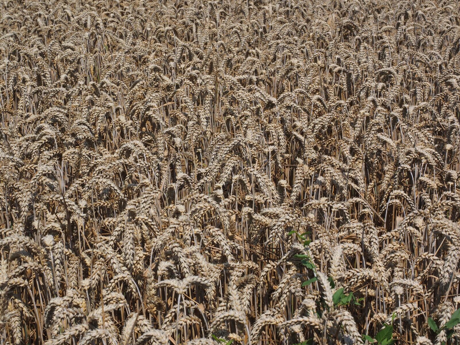 Olympus OM-D E-M1 + Olympus M.Zuiko Digital ED 12-40mm F2.8 Pro sample photo. Cornfield, wheat field, wheat photography