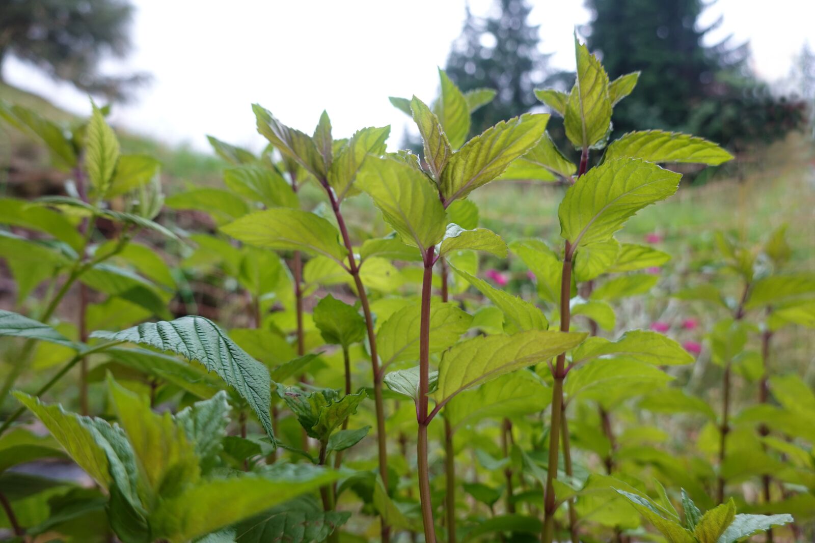 Sony Cyber-shot DSC-RX100 VI sample photo. Peppermint, green, mint photography