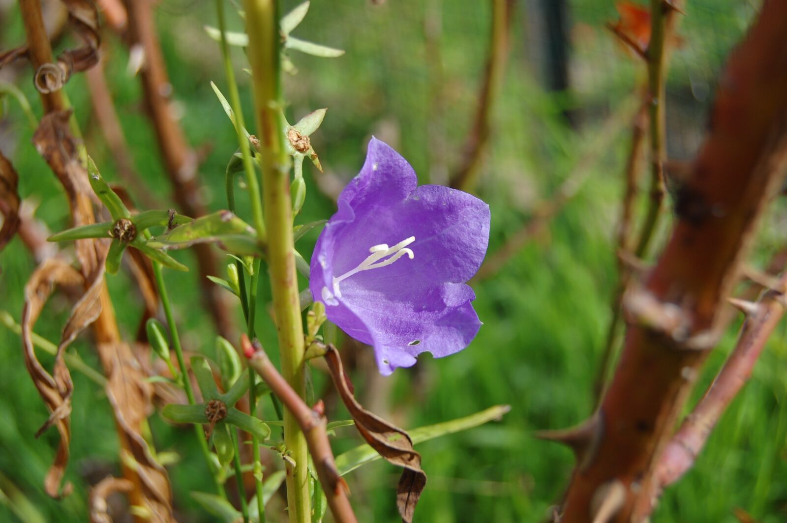 Nikon D40 sample photo. Bellflower, flower, violet photography