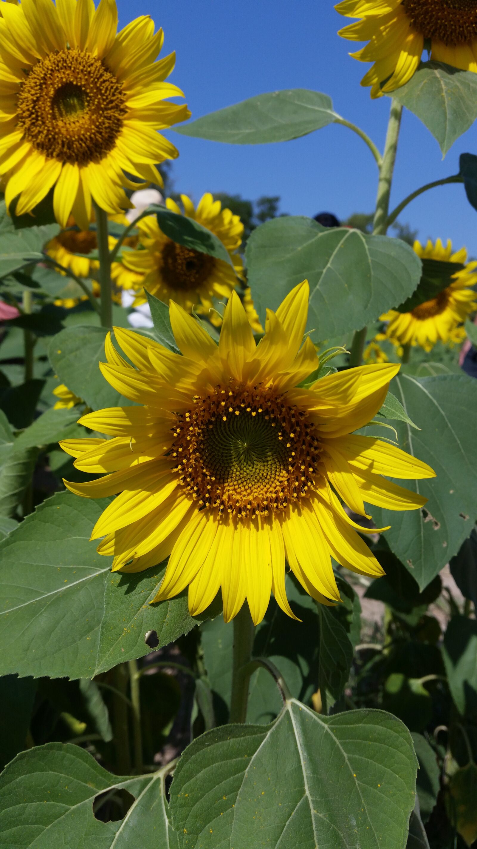 Samsung Galaxy S5 sample photo. Flower, flowers, yellow flowers photography