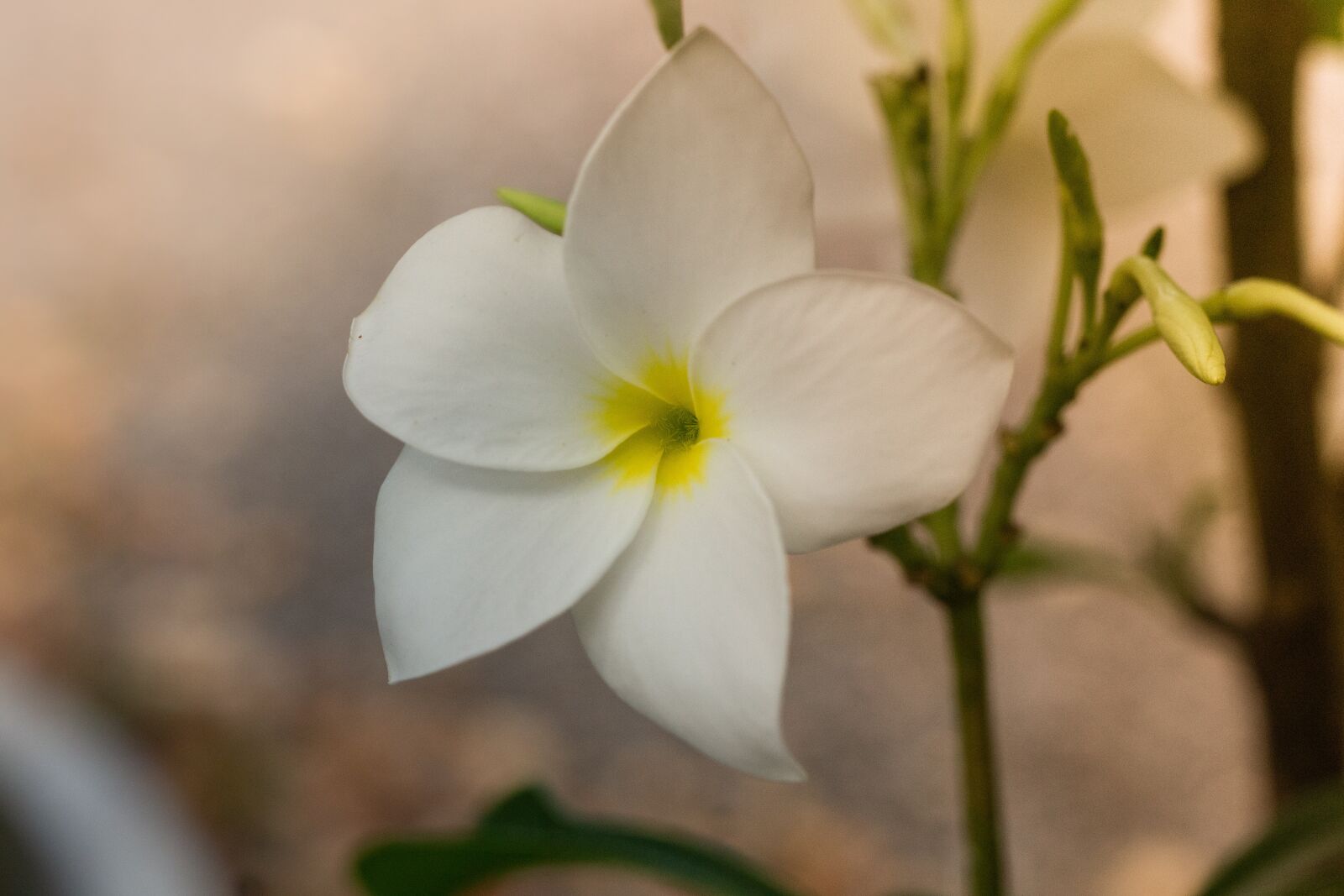 Canon EOS 700D (EOS Rebel T5i / EOS Kiss X7i) + Canon EF 50mm F1.8 STM sample photo. Plant, flowers, nature photography
