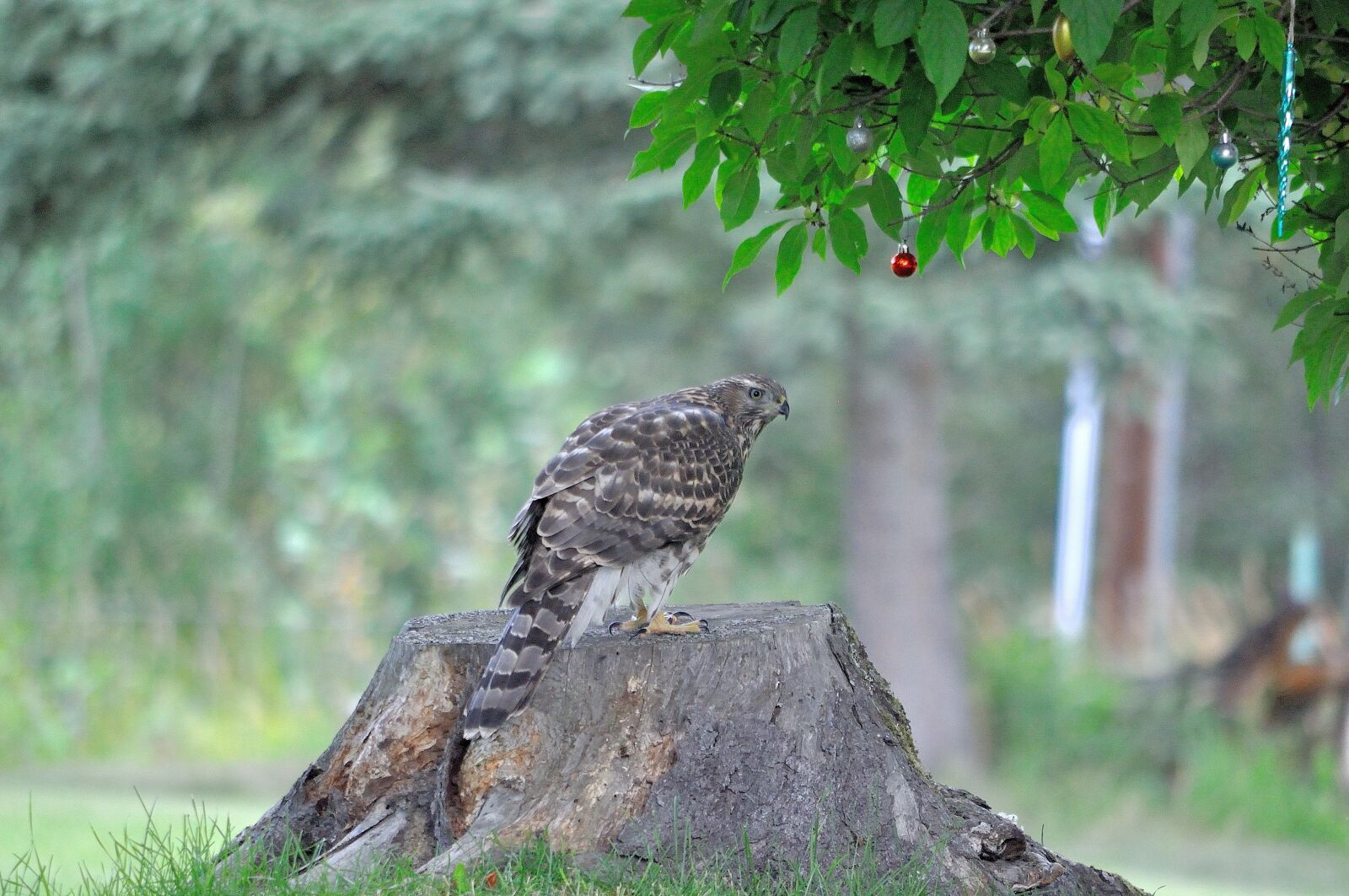Nikon D5000 sample photo. Hawk, bird, nature photography