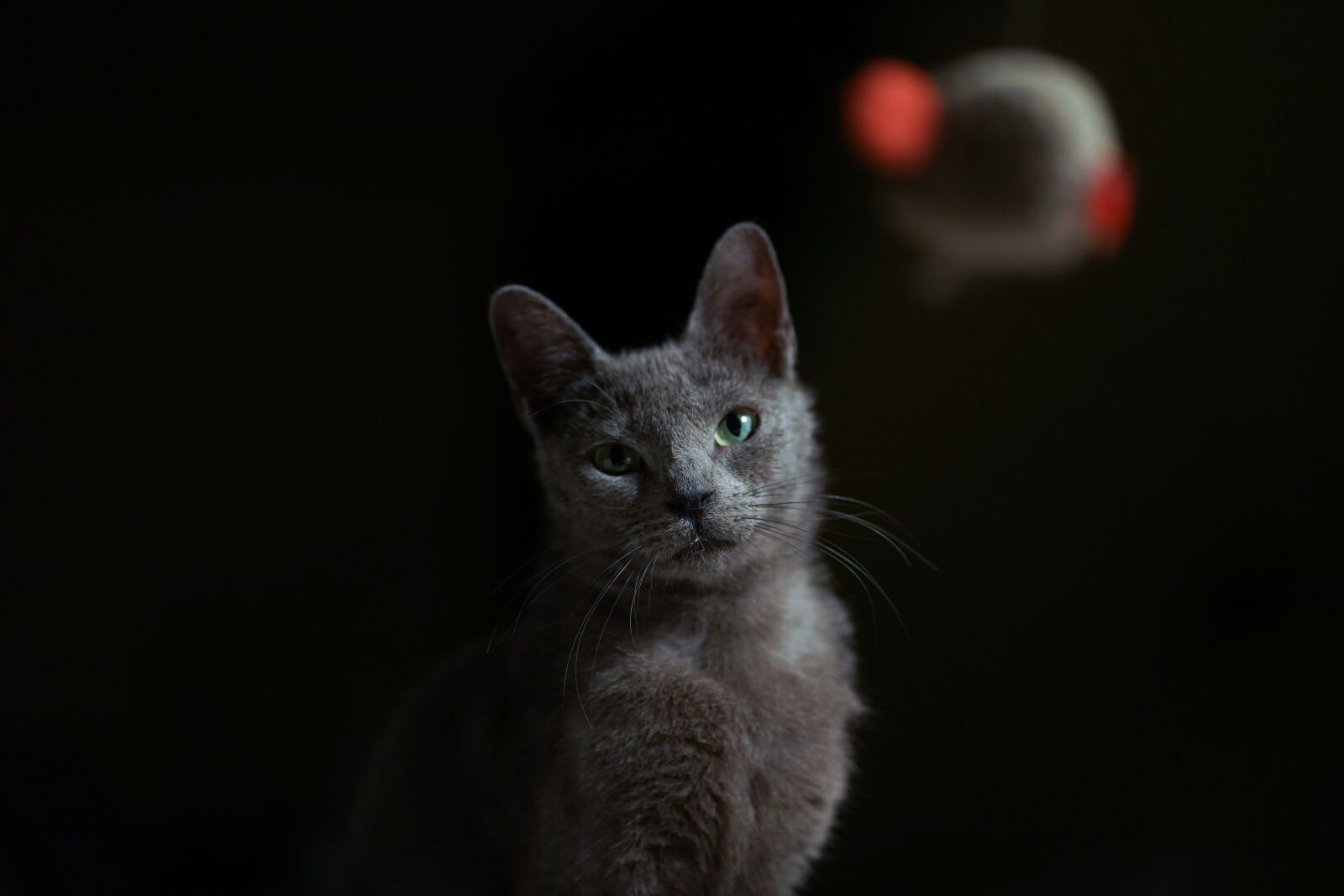 Sony a7 II sample photo. Kitten, cat play, cat photography