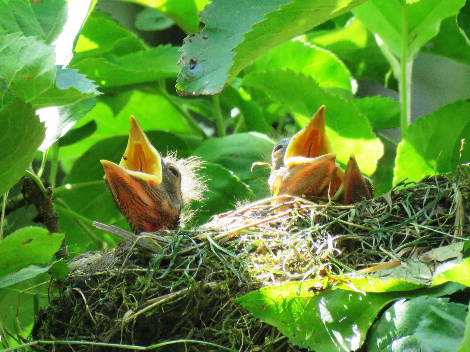 Canon PowerShot SX60 HS sample photo. Blackbird, nest, blackbird nest photography