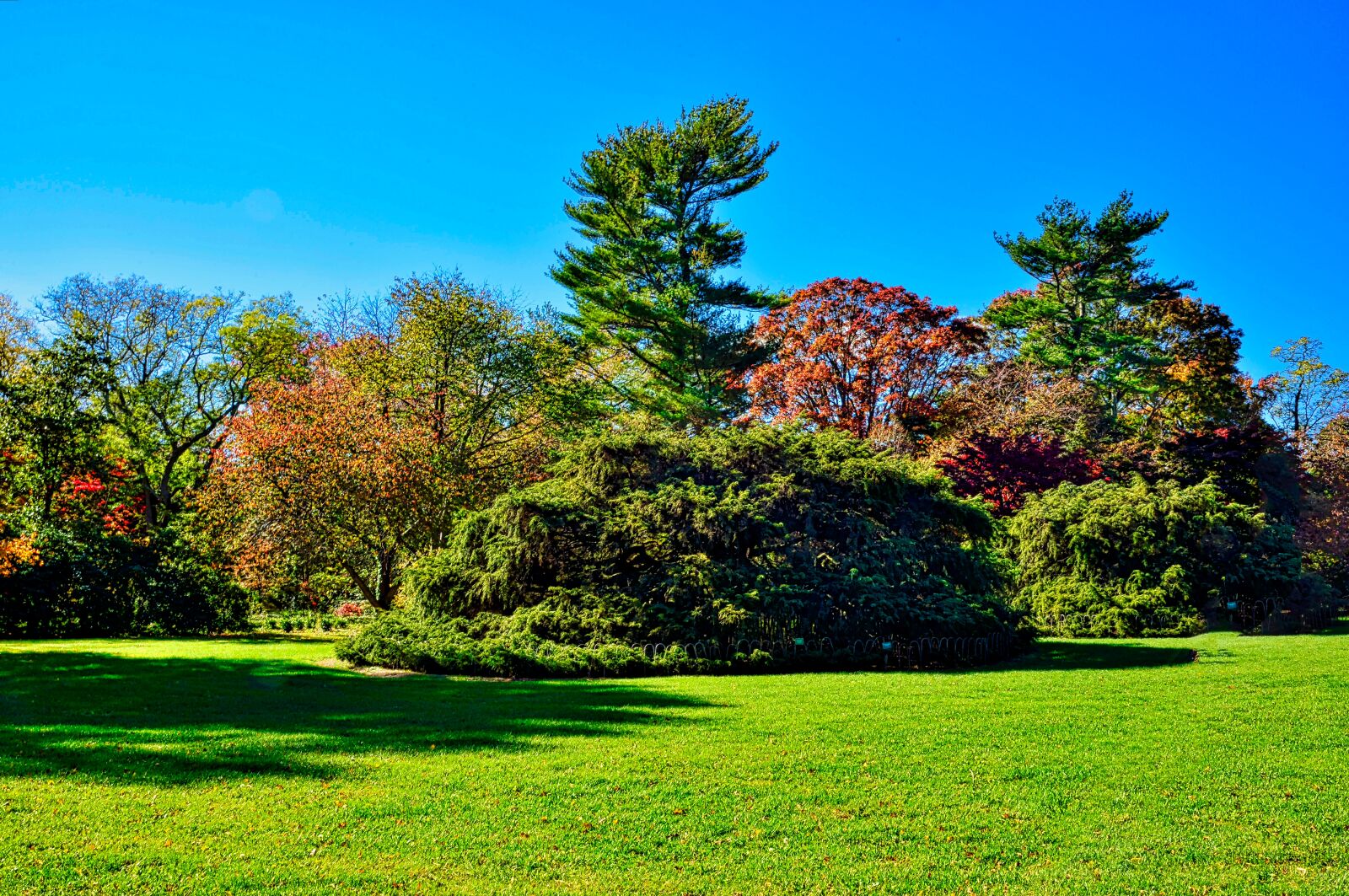 Nikon D750 sample photo. Planting fields, tree, fall photography