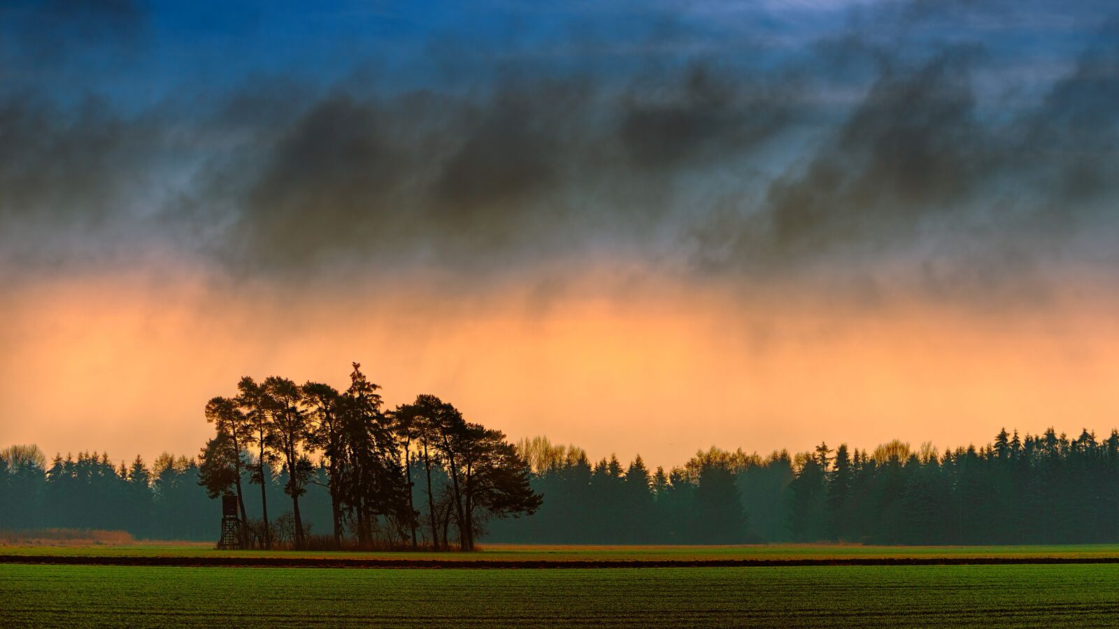 Sony a7 + Sony DT 50mm F1.8 SAM sample photo. Tree, nature, panorama photography
