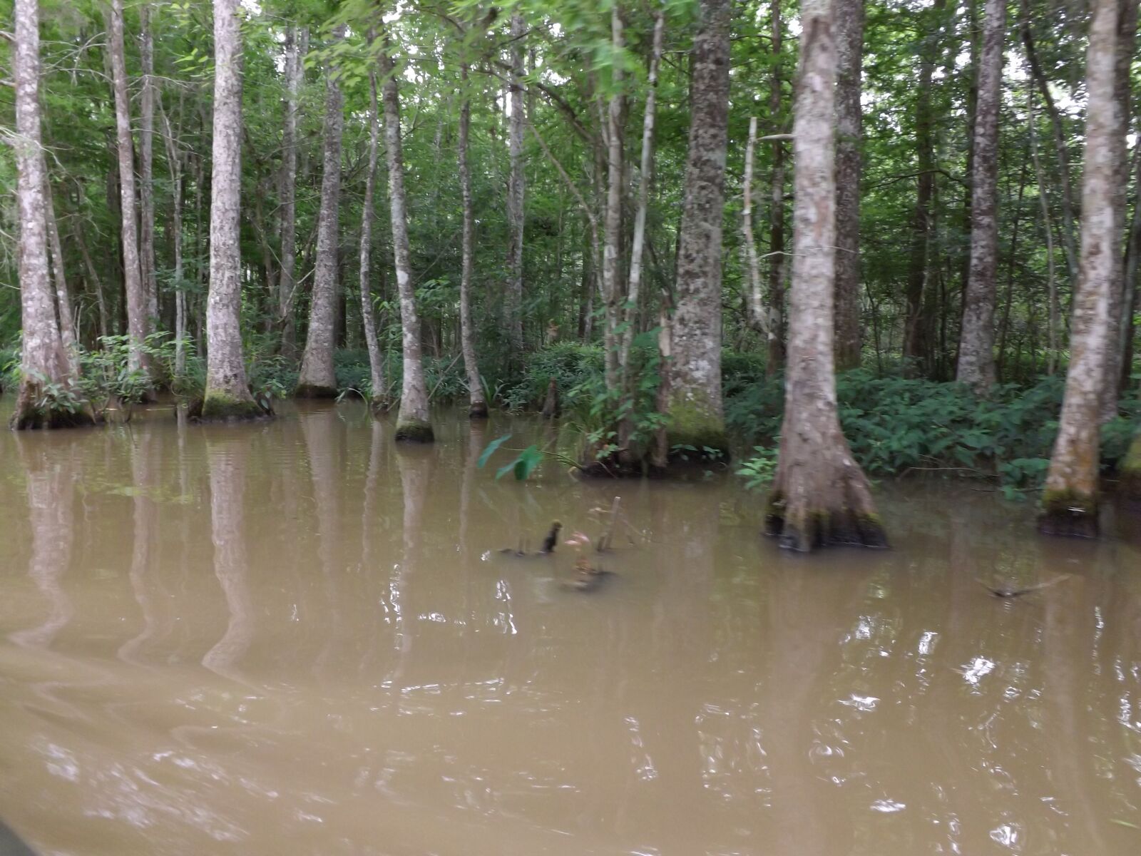 Fujifilm FinePix S4200 sample photo. Louisiana swamps, cypress trees photography