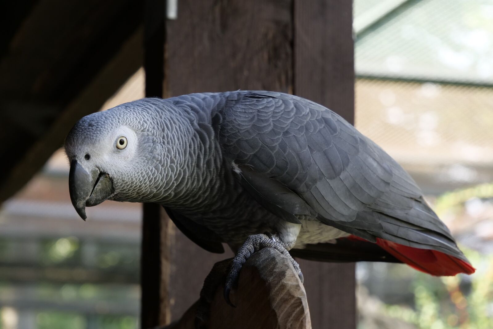 Panasonic Lumix DC-G9 sample photo. Animal world, birds, parrot photography
