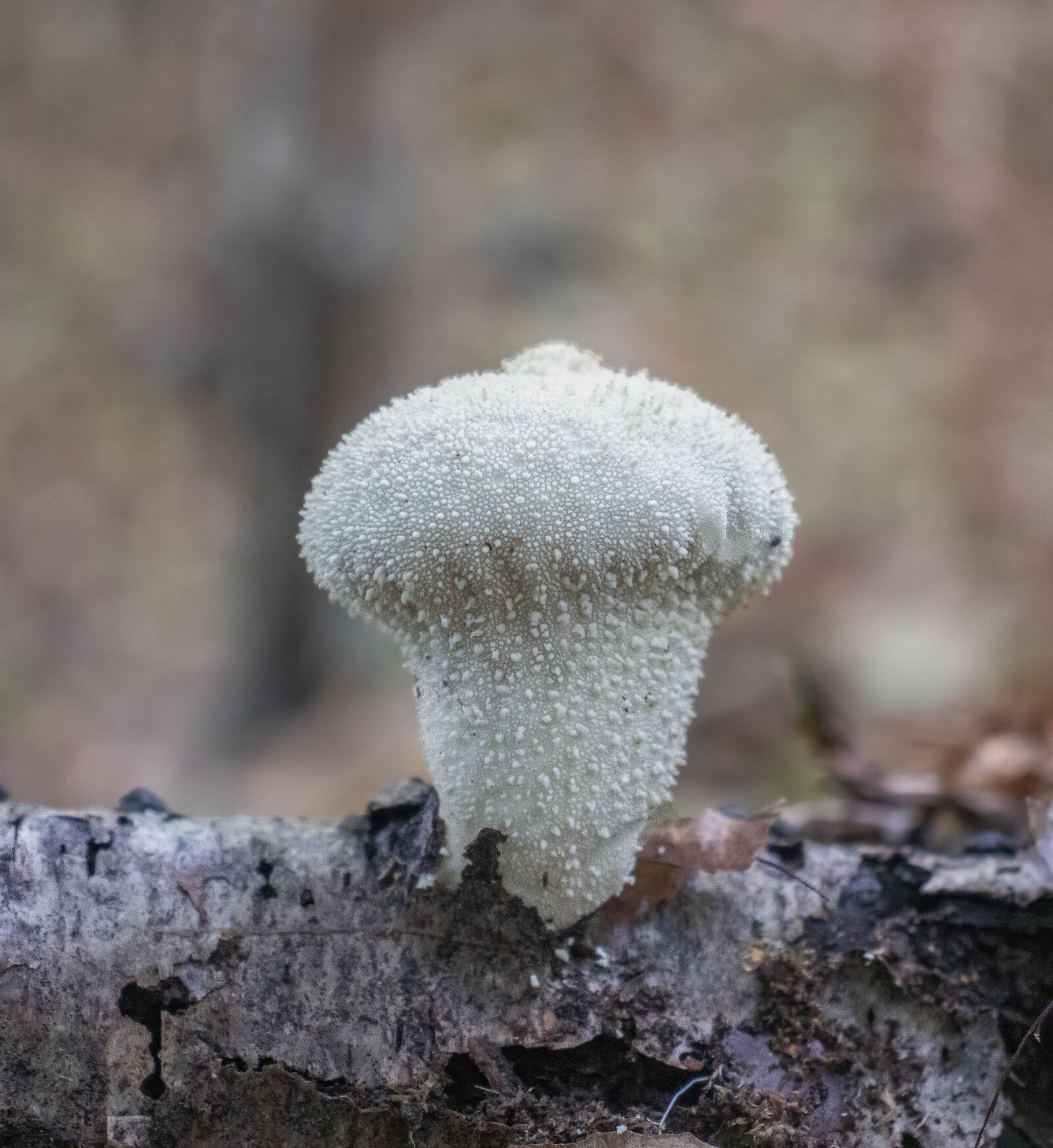 Canon EOS 800D (EOS Rebel T7i / EOS Kiss X9i) sample photo. Puffball, fungus, log photography