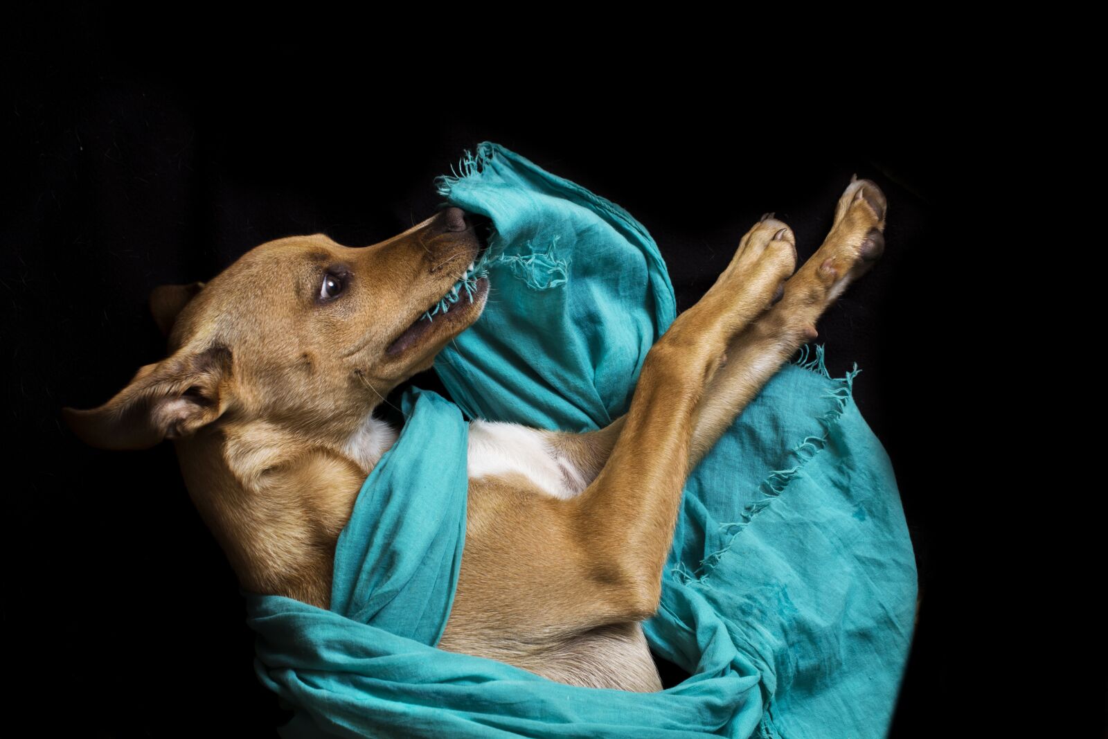 Canon EOS 1200D (EOS Rebel T5 / EOS Kiss X70 / EOS Hi) sample photo. Dog, drapery, pet photography