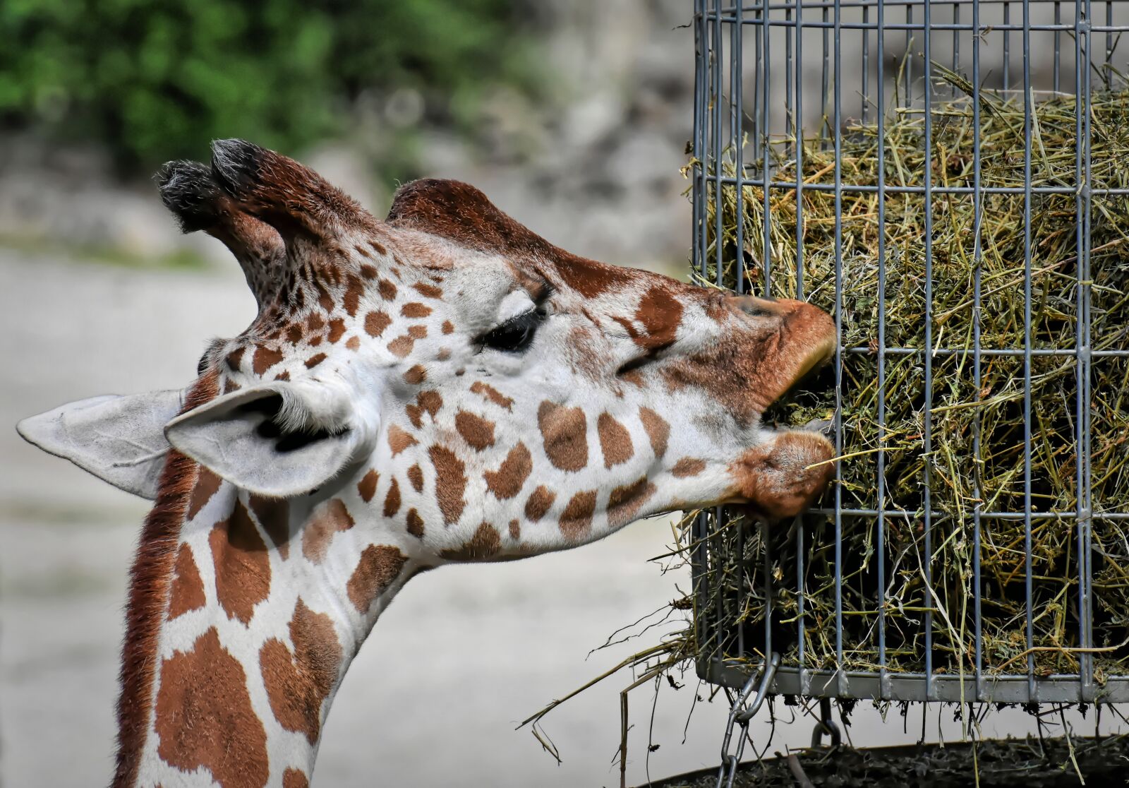 Nikon D7200 sample photo. Giraffe, wild animal, animal photography