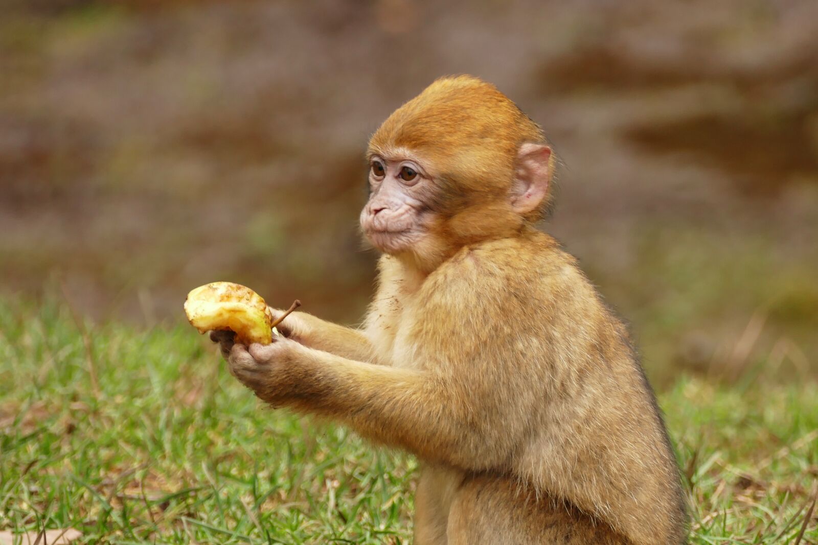 Panasonic Lumix DMC-FZ1000 sample photo. Ape, monkey, animal photography