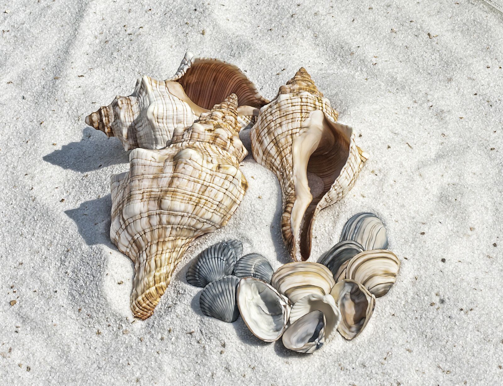 Pentax K10D sample photo. Illustration, shell, shells photography