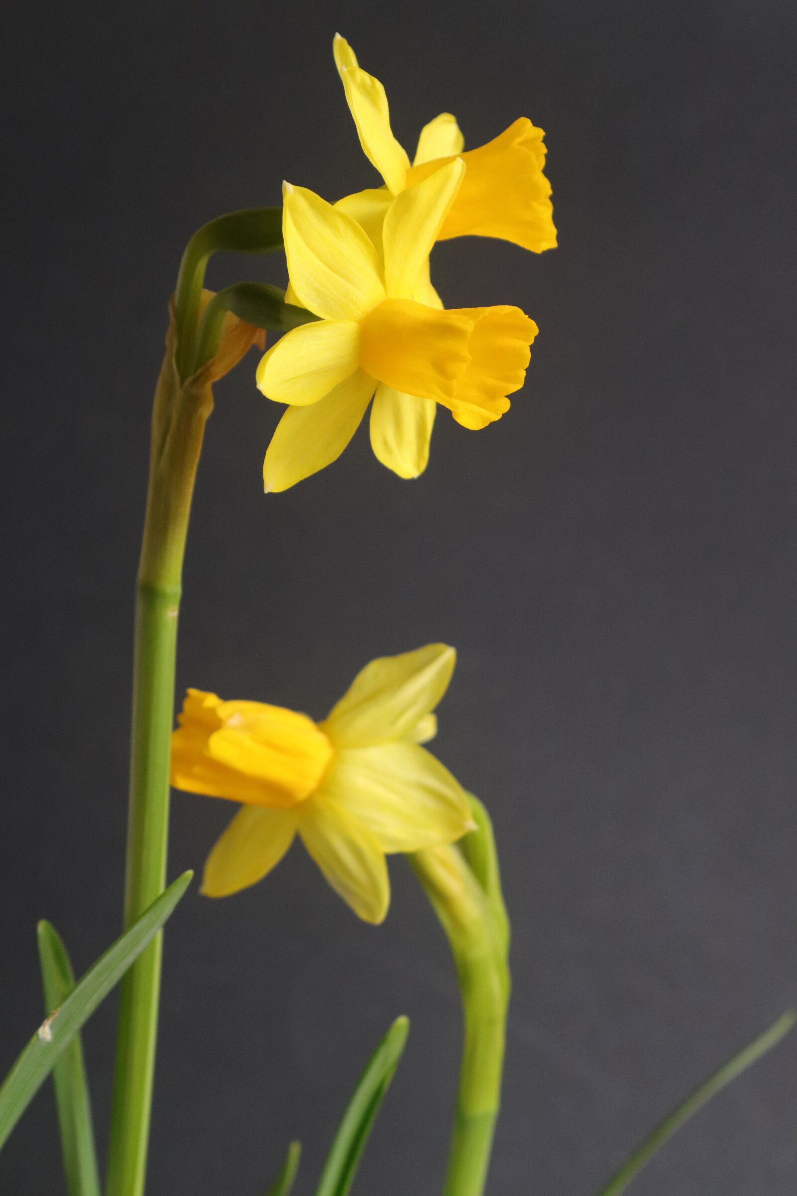 Canon EOS 77D (EOS 9000D / EOS 770D) + Canon EF-S 18-55mm F3.5-5.6 IS II sample photo. Daffodils, yellow, flower photography