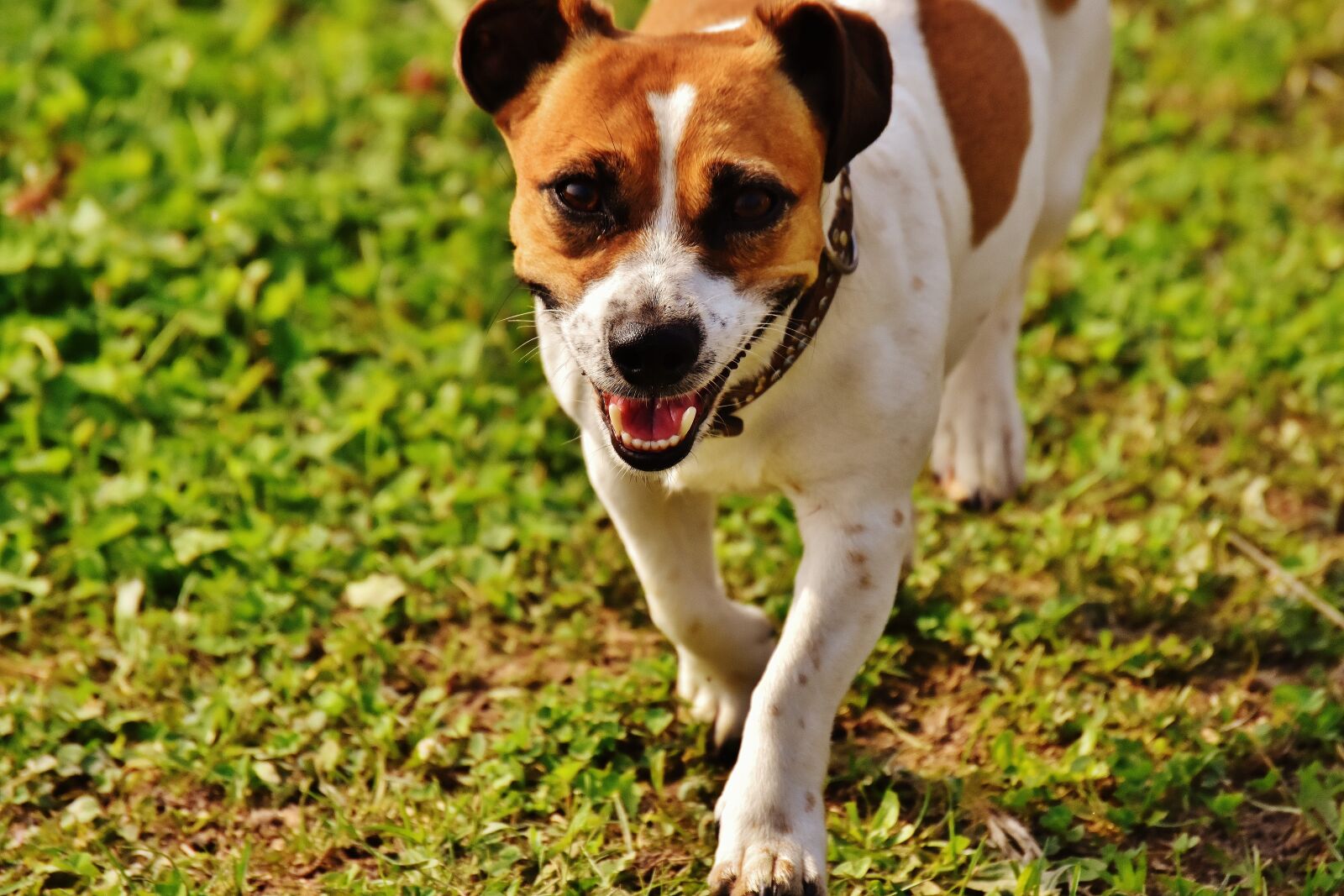Nikon D7200 sample photo. Jack russell, terrier, play photography