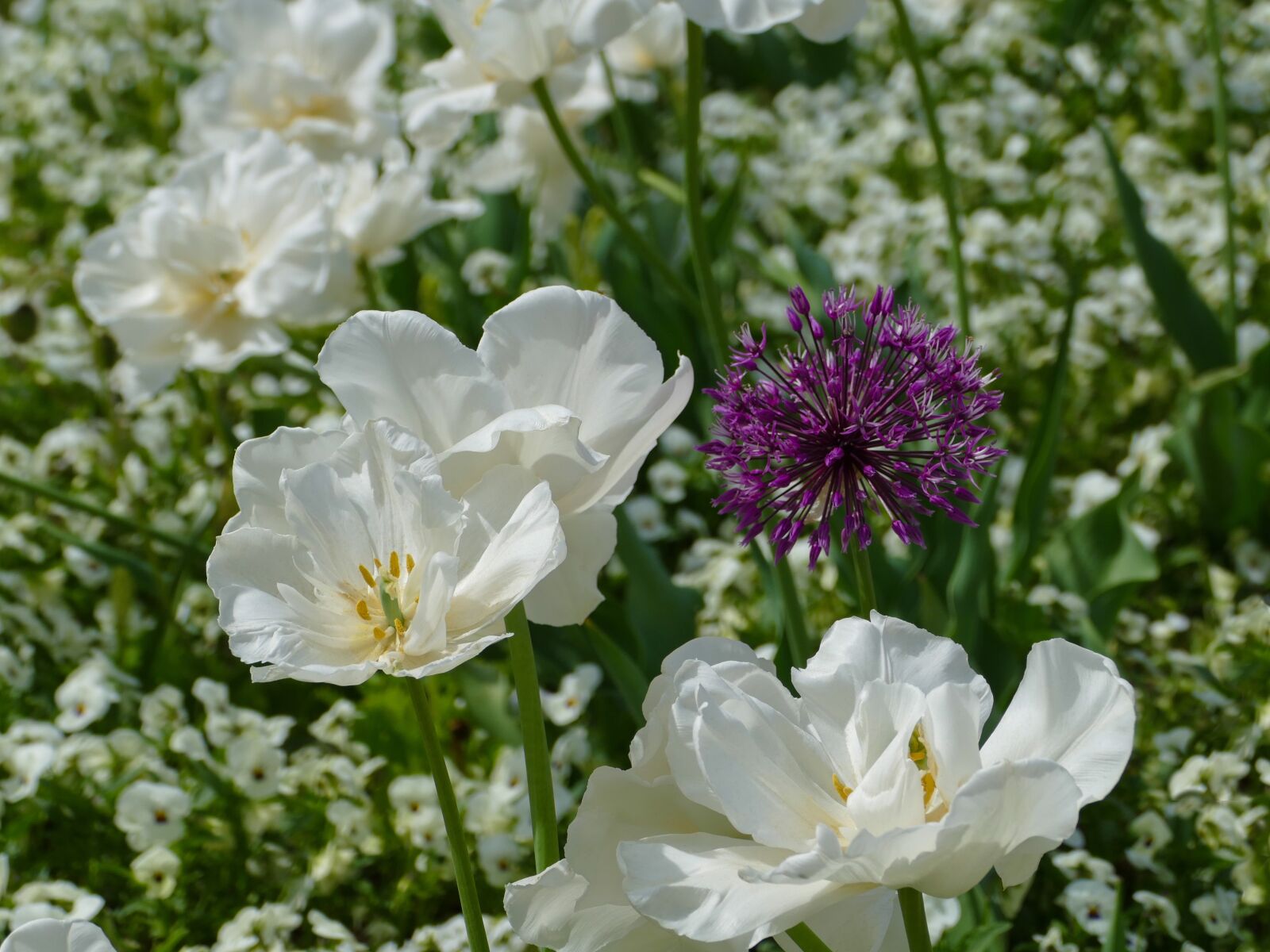 Panasonic Lumix DMC-FZ1000 sample photo. White tulips, large flowers photography