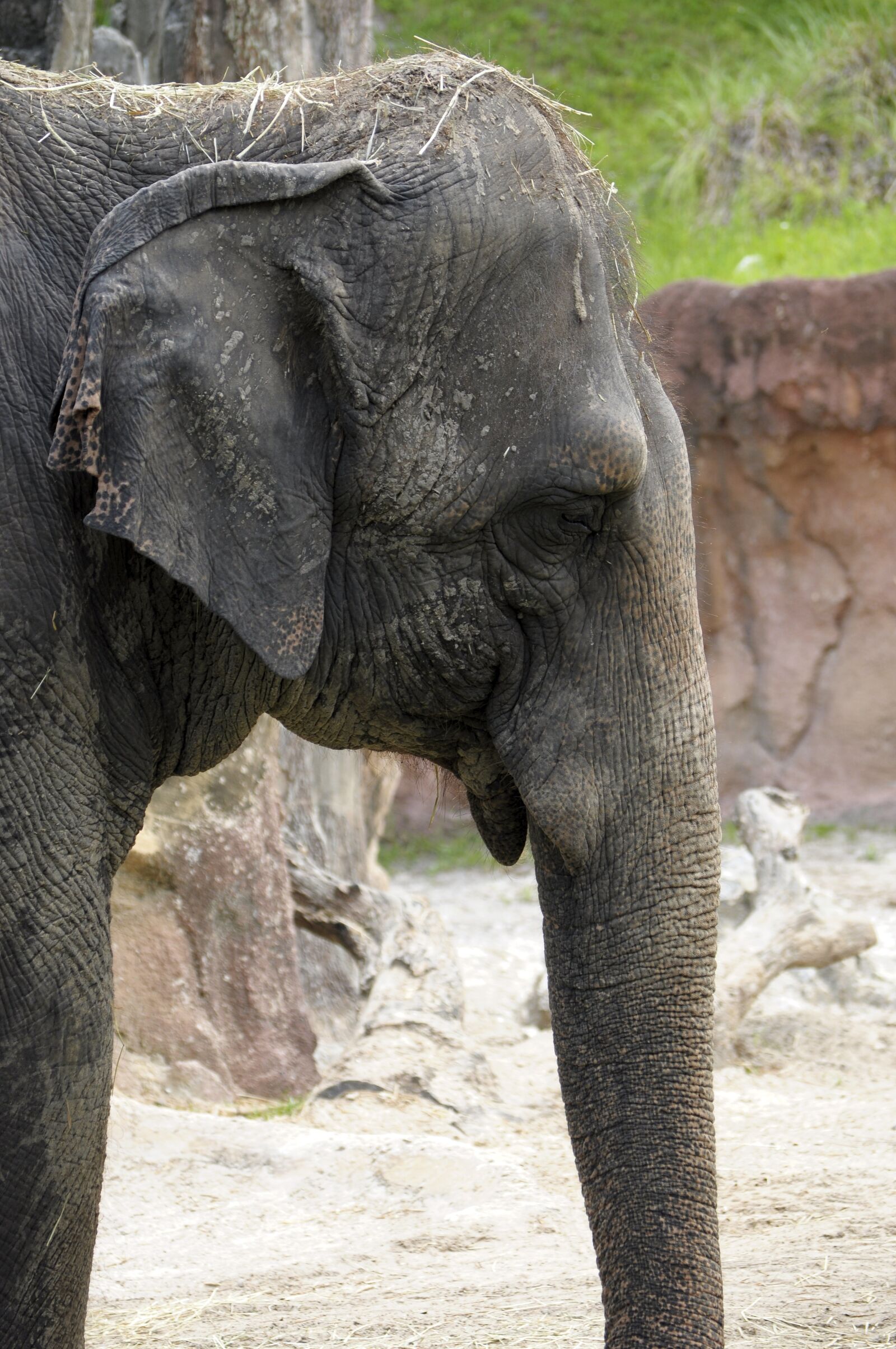Nikon D5000 sample photo. Elephant, animal, mammal photography