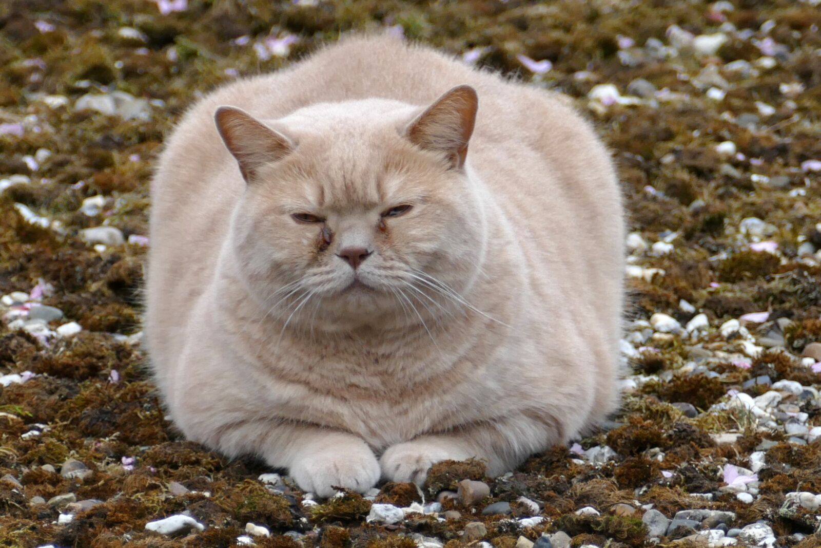 Panasonic Lumix DMC-FZ1000 sample photo. Cat, pet, fauna photography