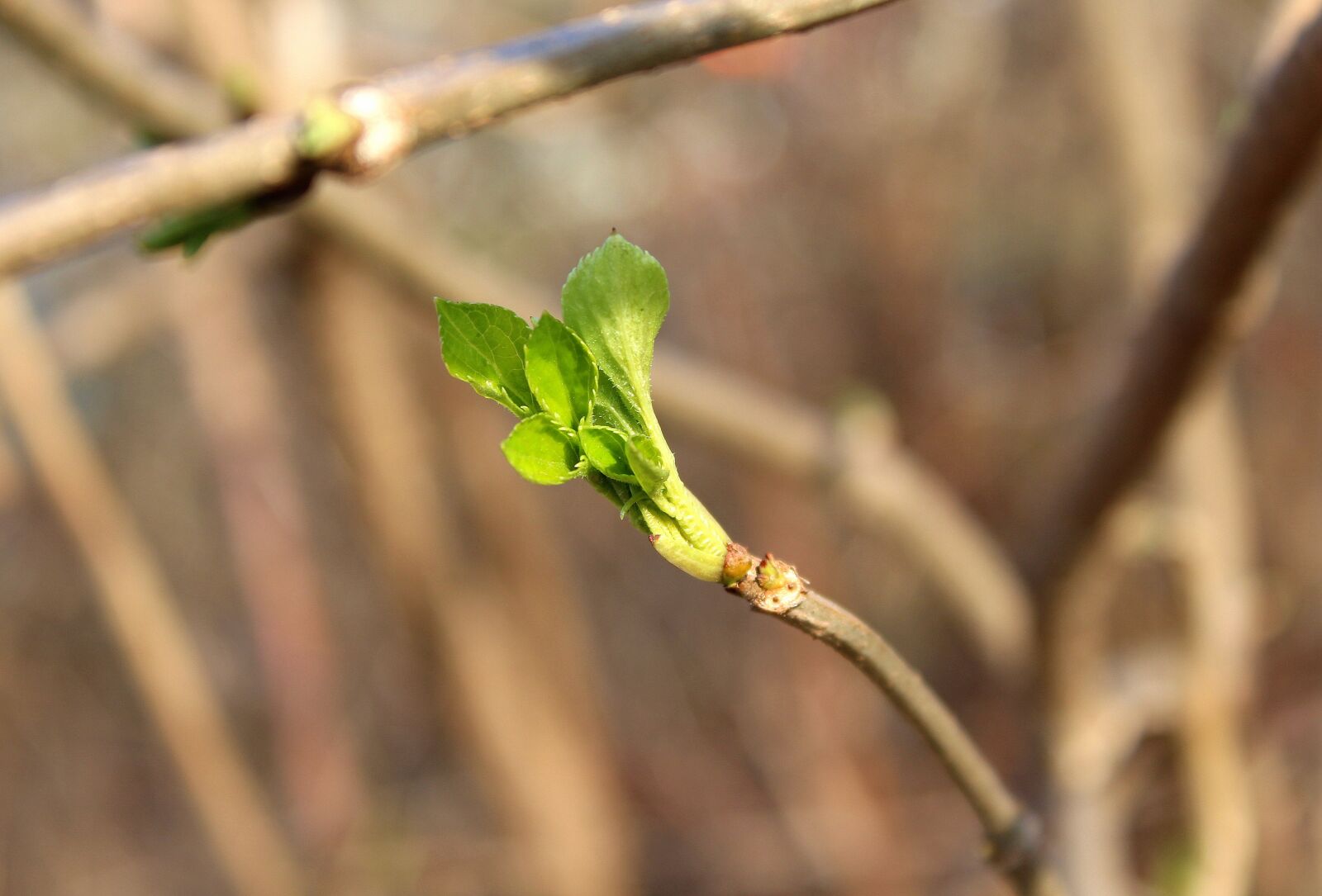 Canon EOS 1200D (EOS Rebel T5 / EOS Kiss X70 / EOS Hi) sample photo. Early spring, young leaves photography
